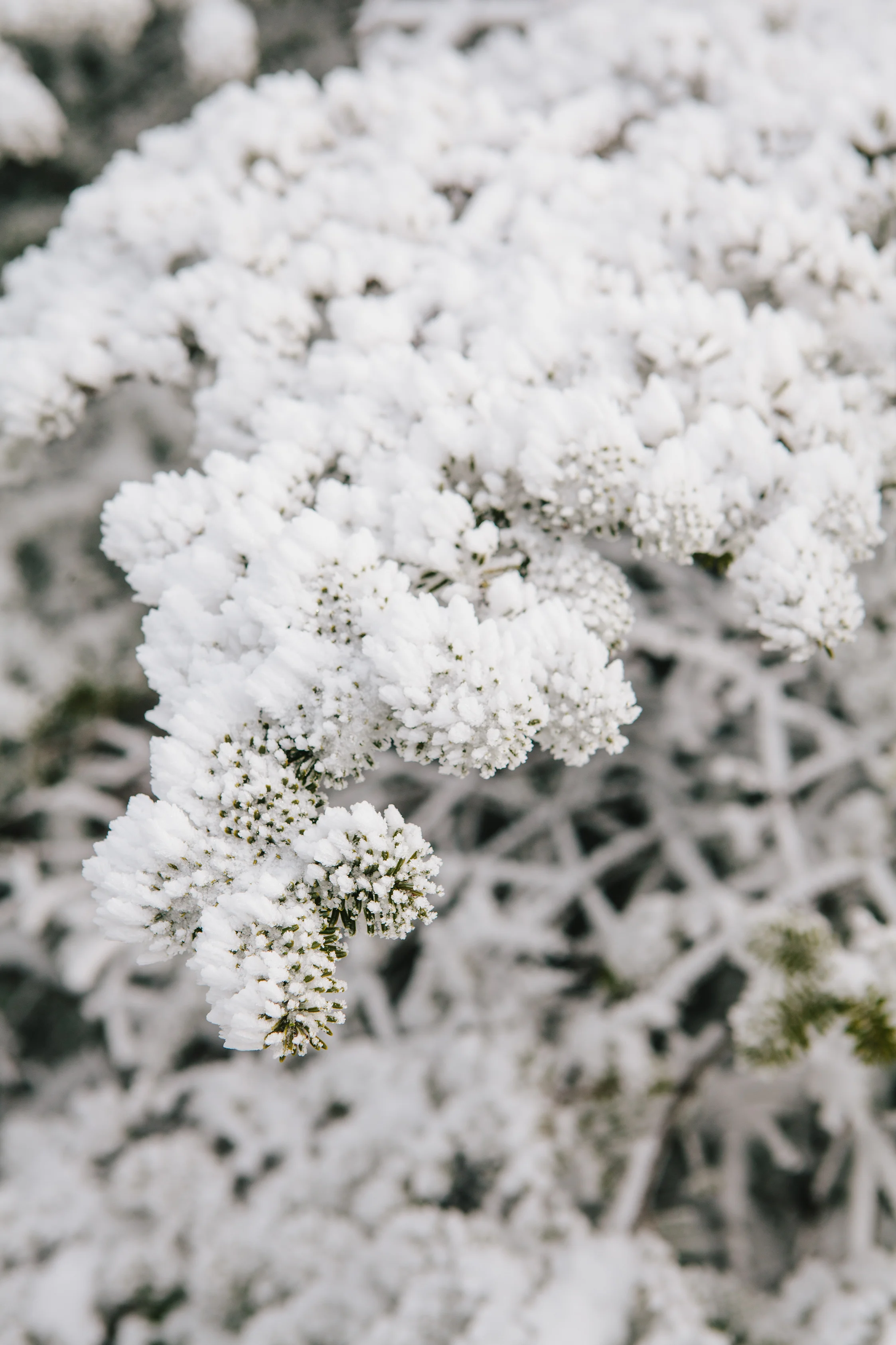 Maine_NewEngland_photographer_WhiteMountains_Moosilauke_snow_mountains_hike-025.jpg