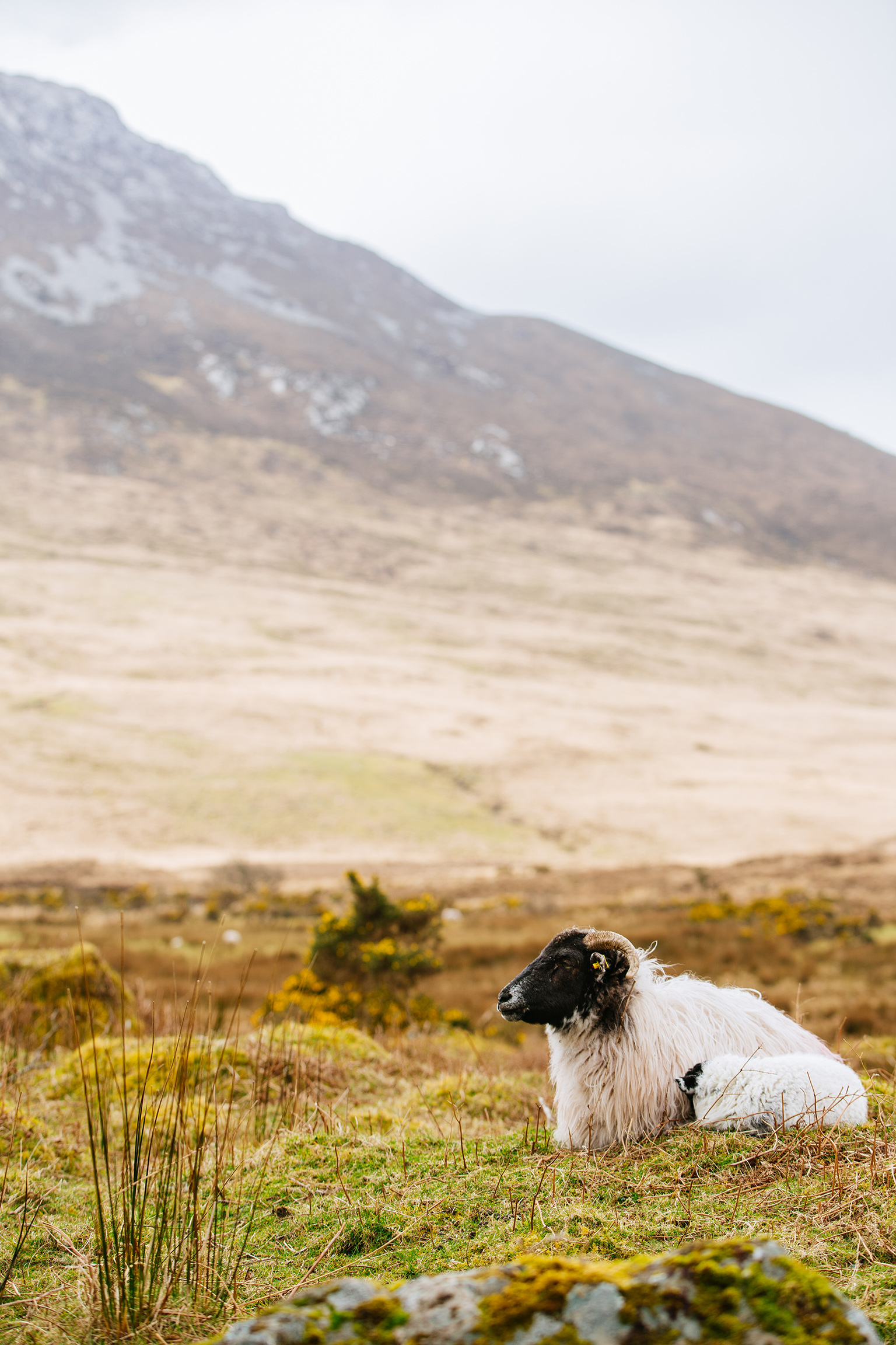 CindyGiovagnoli_Connemara_CountyMayo_Clifden_ConnemaraNationalPark_Ireland-009.jpg