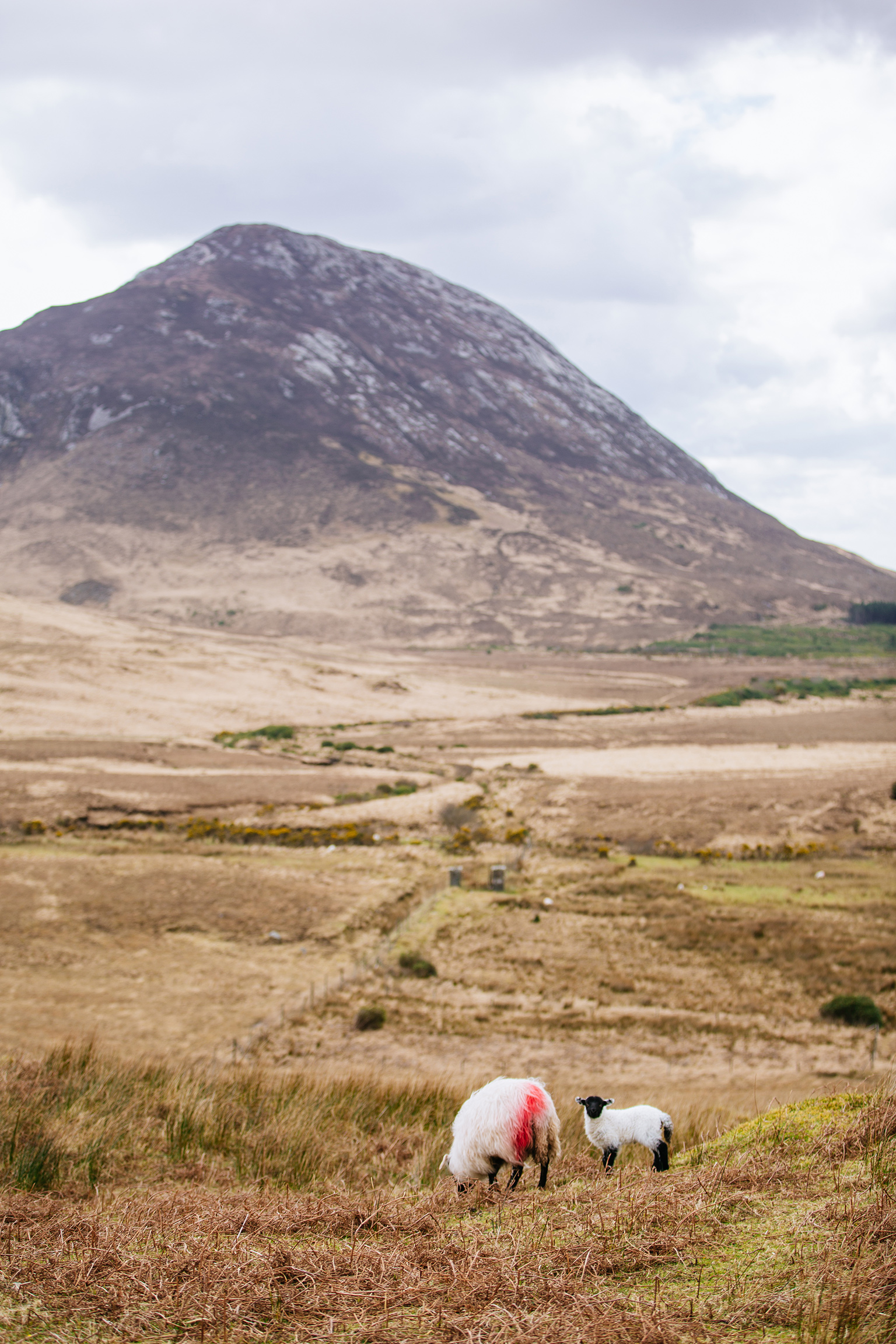 CindyGiovagnoli_Connemara_CountyMayo_Clifden_ConnemaraNationalPark_Ireland-025.jpg