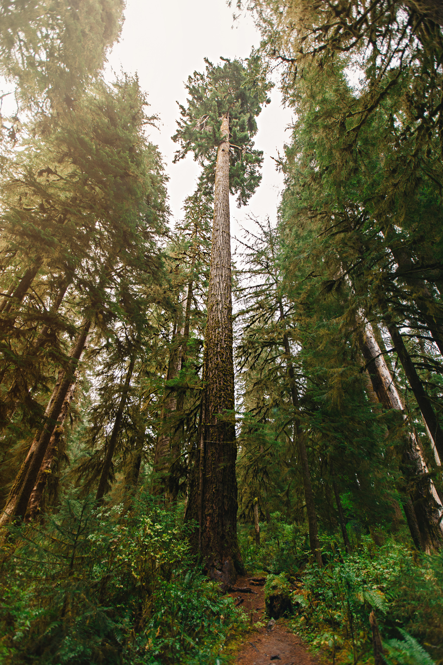 CindyGiovagnoli_MountRainier_Olympic_NationalPark_HohRainforest_Washington_MRNP_Camping-010.jpg