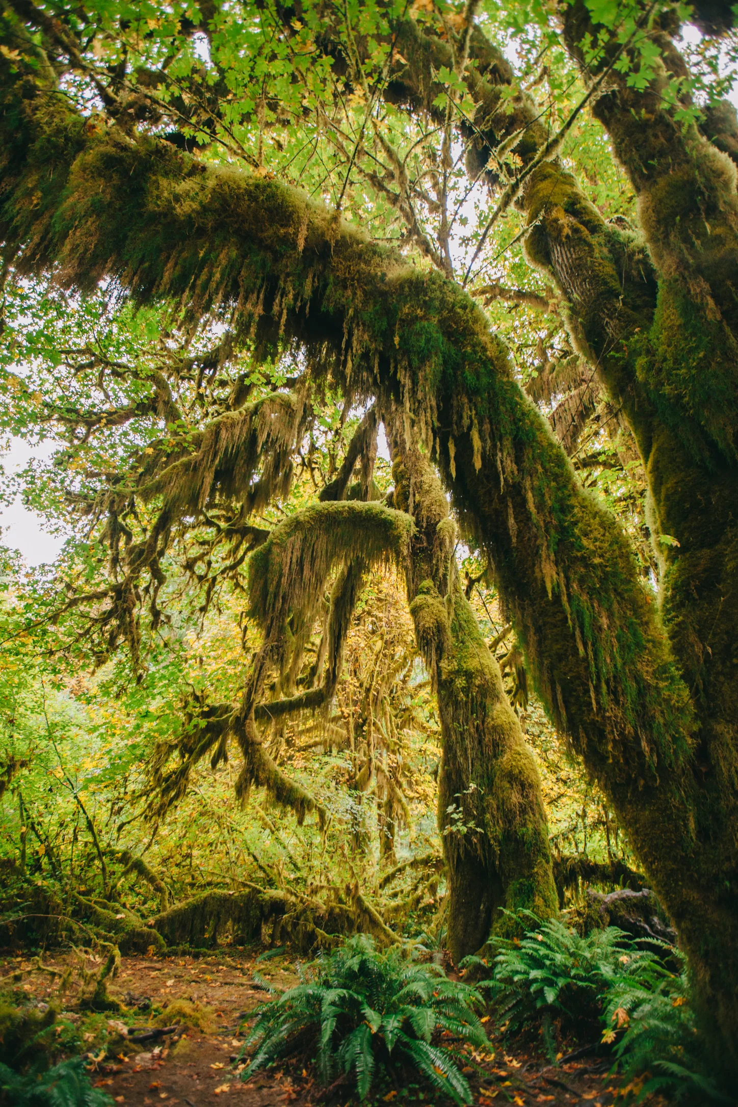 CindyGiovagnoli_MountRainier_Olympic_NationalPark_HohRainforest_Washington_MRNP_Camping-011.jpg