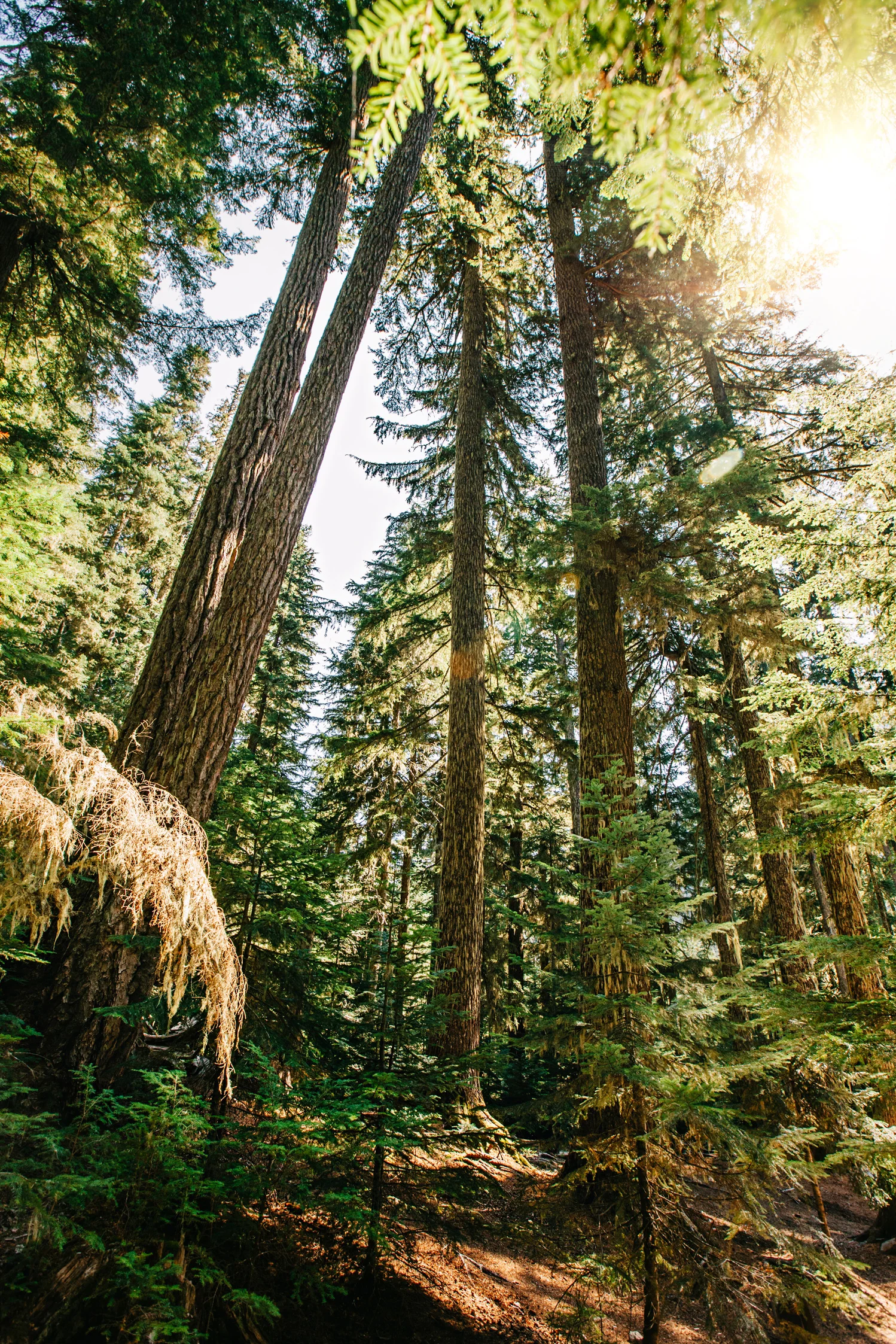 CindyGiovagnoli_MountRainier_Olympic_NationalPark_HohRainforest_Washington_MRNP_Camping-020.jpg