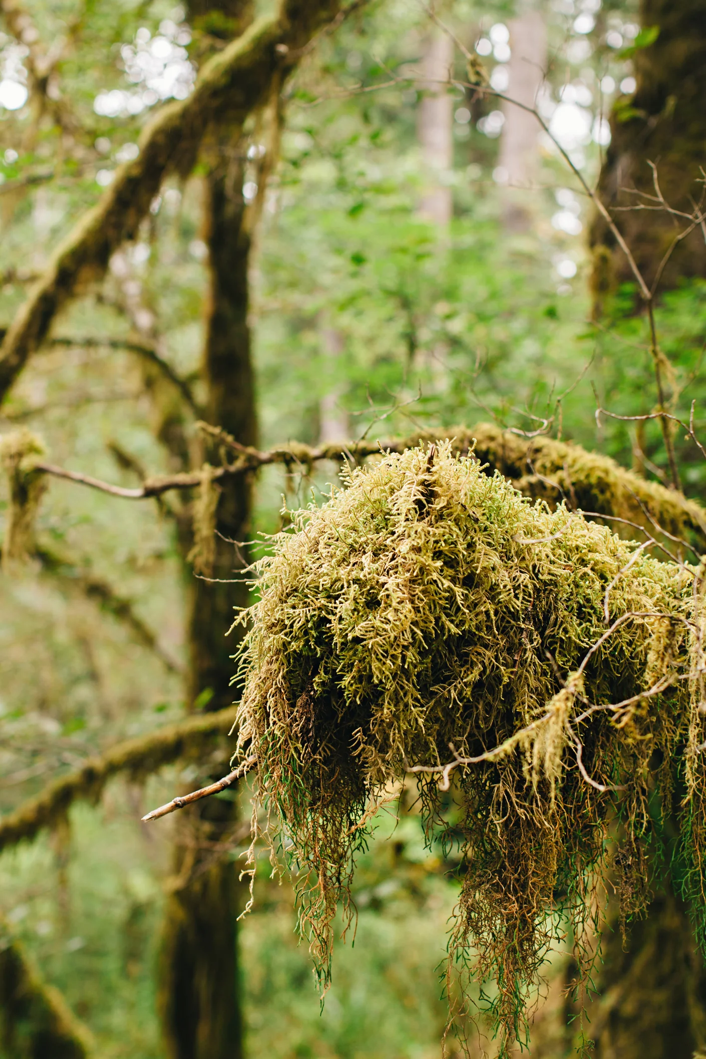 CindyGiovagnoli_MountRainier_Olympic_NationalPark_HohRainforest_Washington_MRNP_Camping-027.jpg