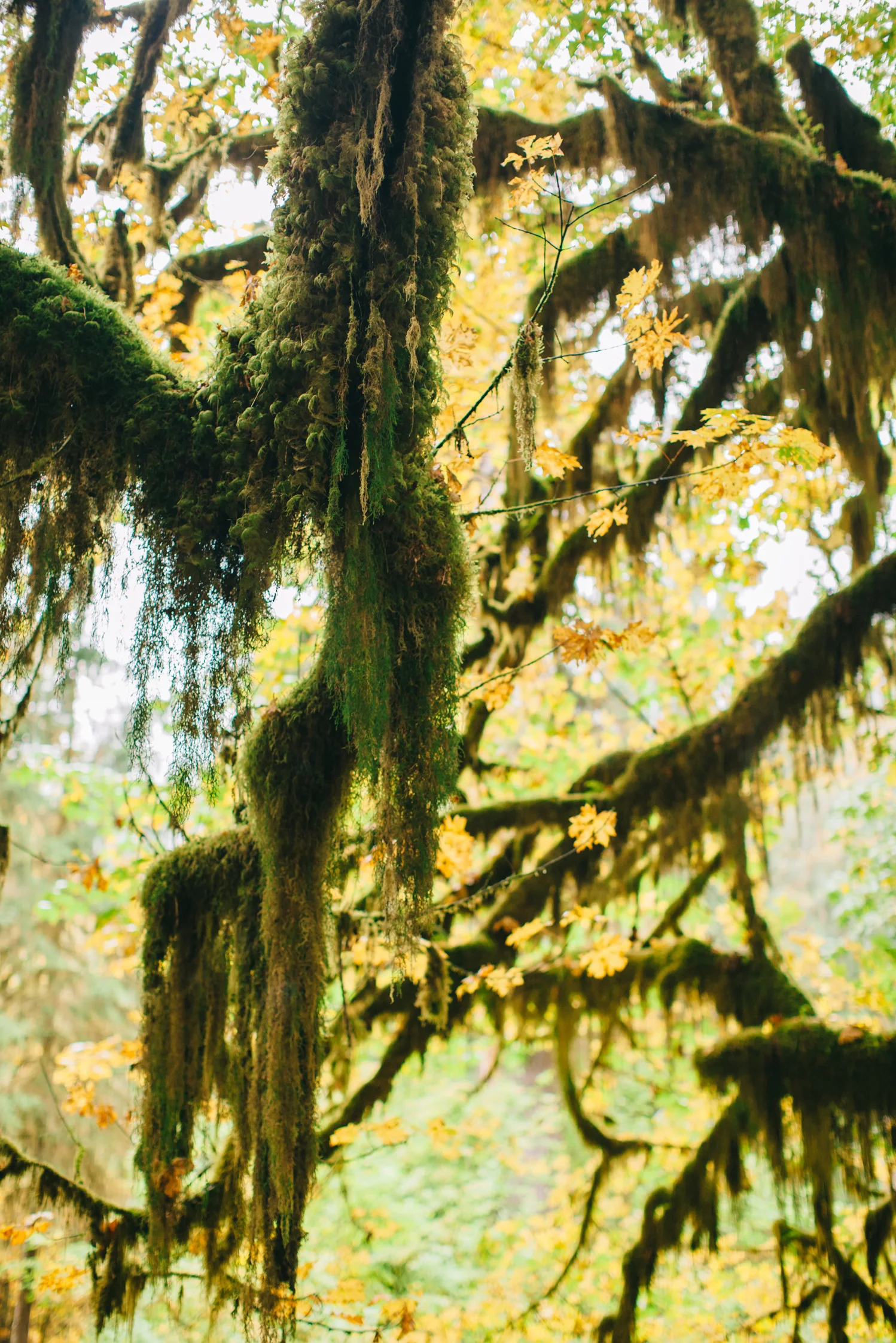CindyGiovagnoli_MountRainier_Olympic_NationalPark_HohRainforest_Washington_MRNP_Camping-037.jpg