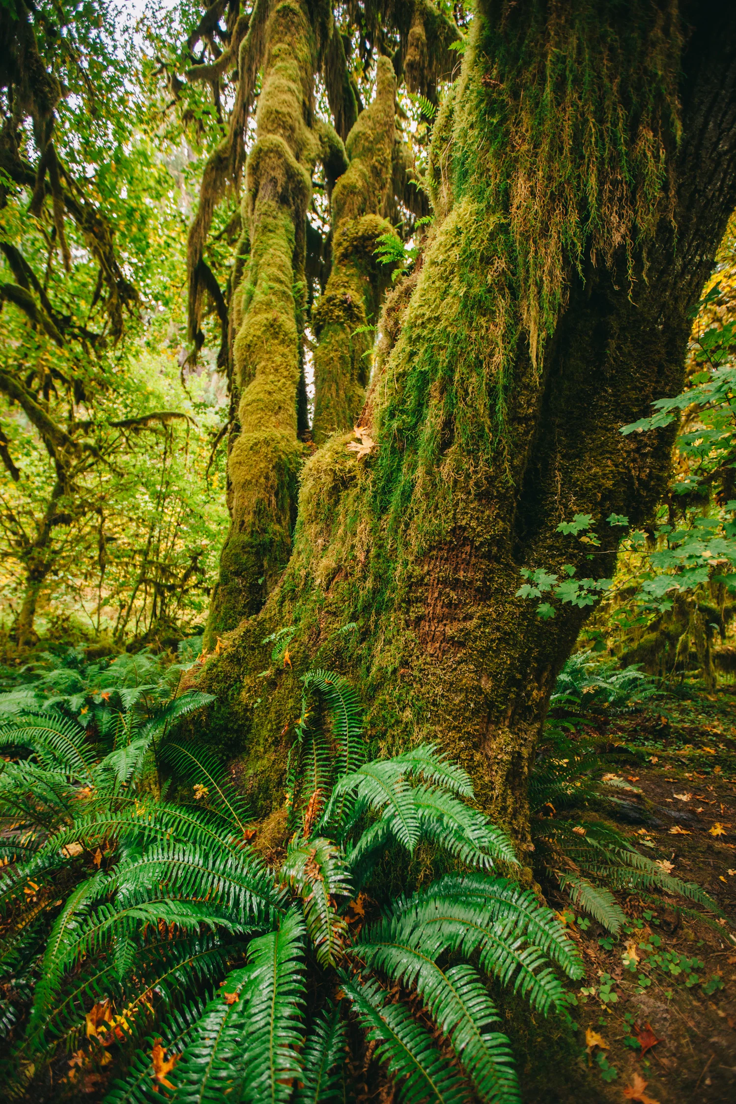 CindyGiovagnoli_MountRainier_Olympic_NationalPark_HohRainforest_Washington_MRNP_Camping-040.jpg