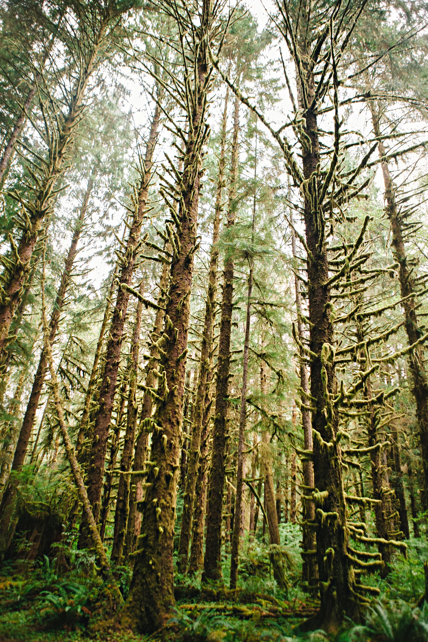 CindyGiovagnoli_MountRainier_Olympic_NationalPark_HohRainforest_Washington_MRNP_Camping-065.jpg