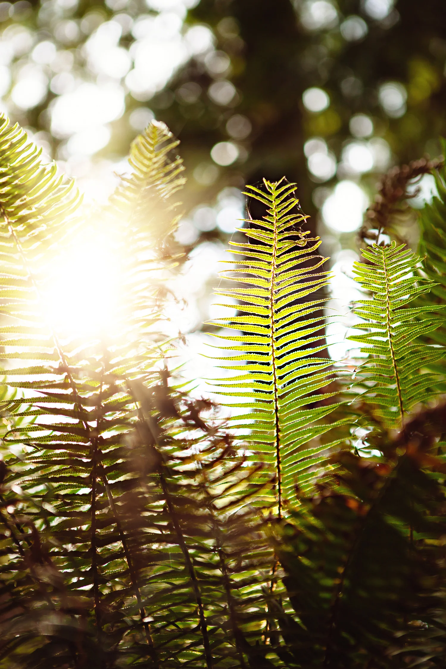 CindyGiovagnoli_MountRainier_Olympic_NationalPark_HohRainforest_Washington_MRNP_Camping-068.jpg