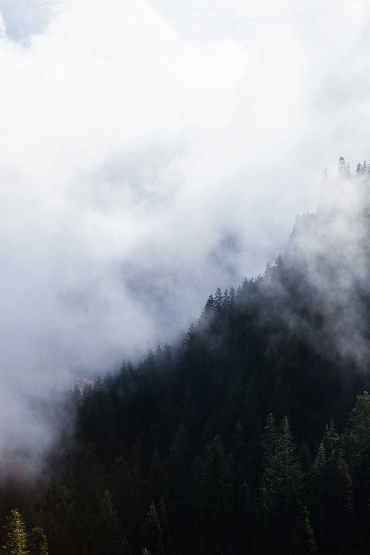 CindyGiovagnoli_MountRainier_Olympic_NationalPark_HohRainforest_Washington_MRNP_Camping-071.jpg
