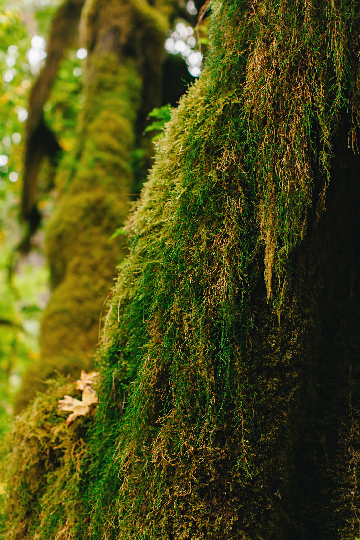 CindyGiovagnoli_MountRainier_Olympic_NationalPark_HohRainforest_Washington_MRNP_Camping-073.jpg