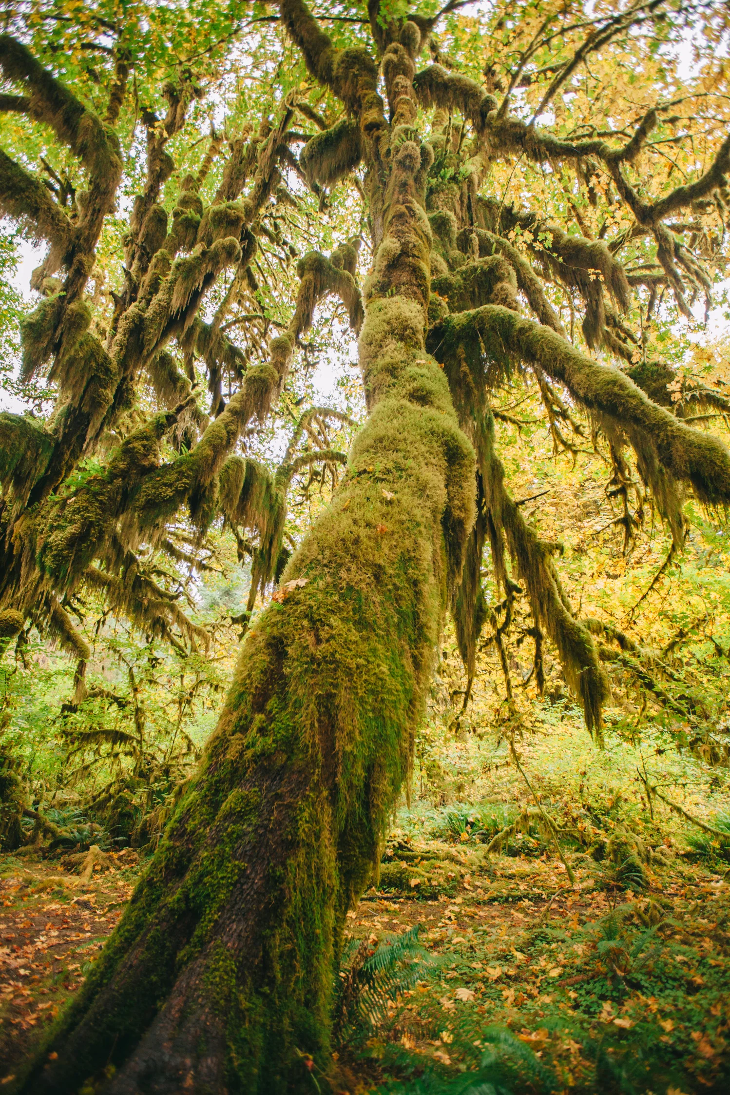 CindyGiovagnoli_MountRainier_Olympic_NationalPark_HohRainforest_Washington_MRNP_Camping-076.jpg