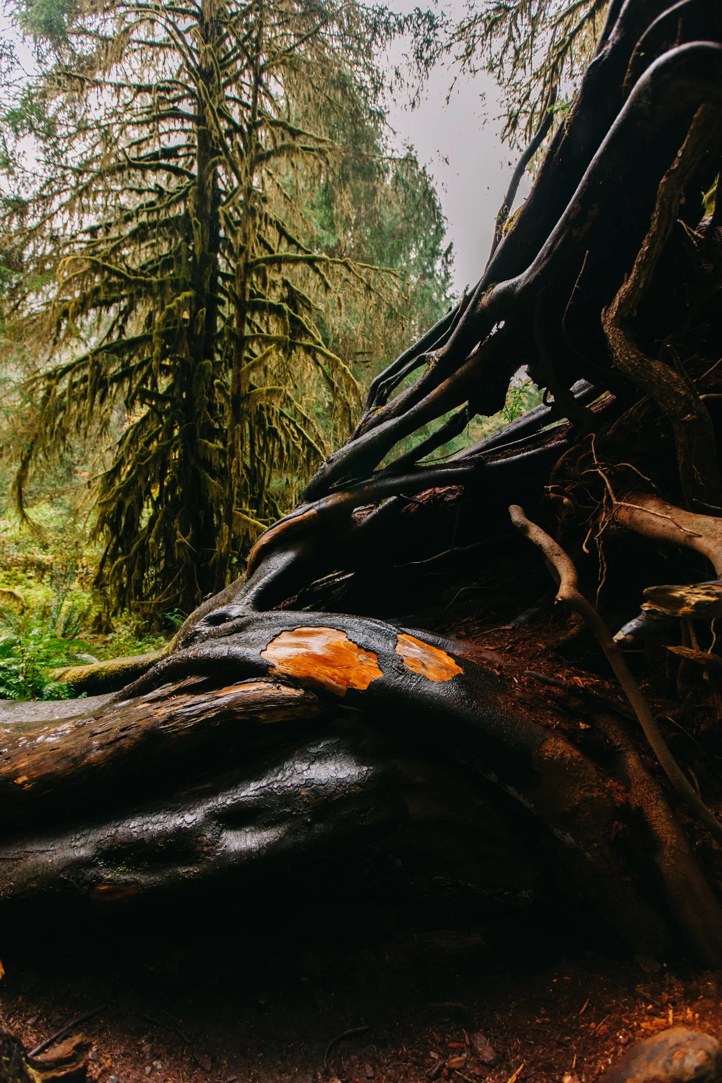 CindyGiovagnoli_MountRainier_Olympic_NationalPark_HohRainforest_Washington_MRNP_Camping-079.jpg