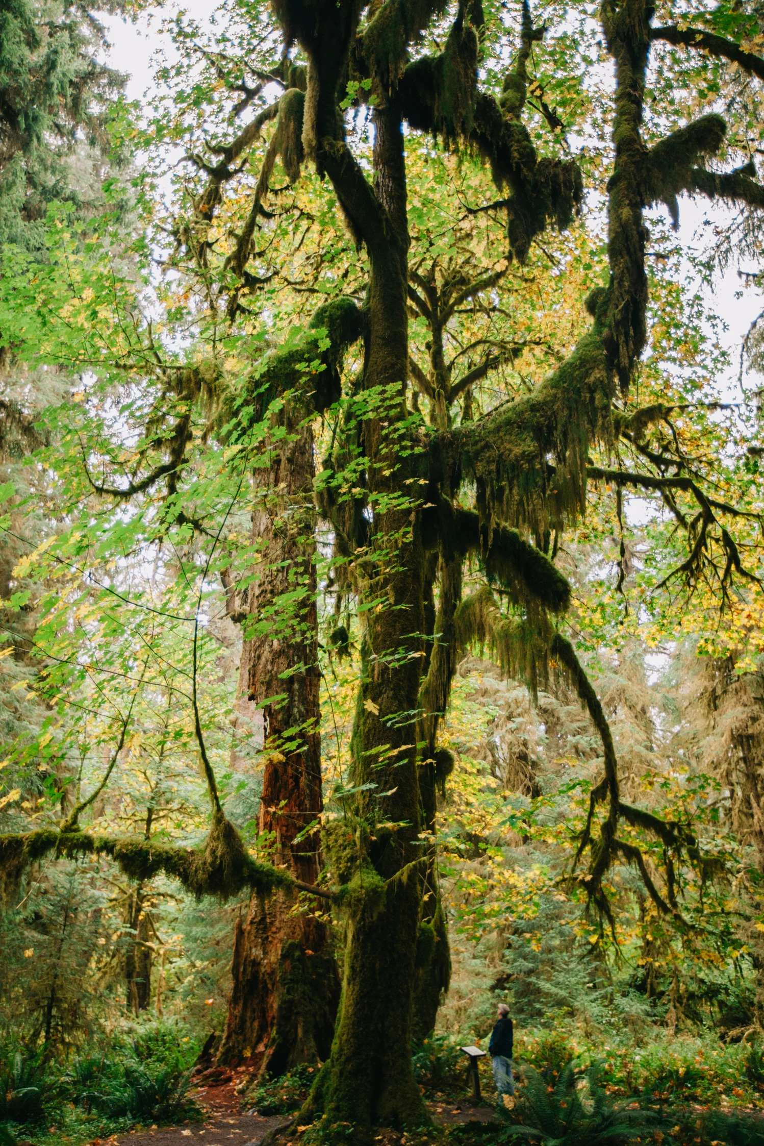 CindyGiovagnoli_MountRainier_Olympic_NationalPark_HohRainforest_Washington_MRNP_Camping-078.jpg