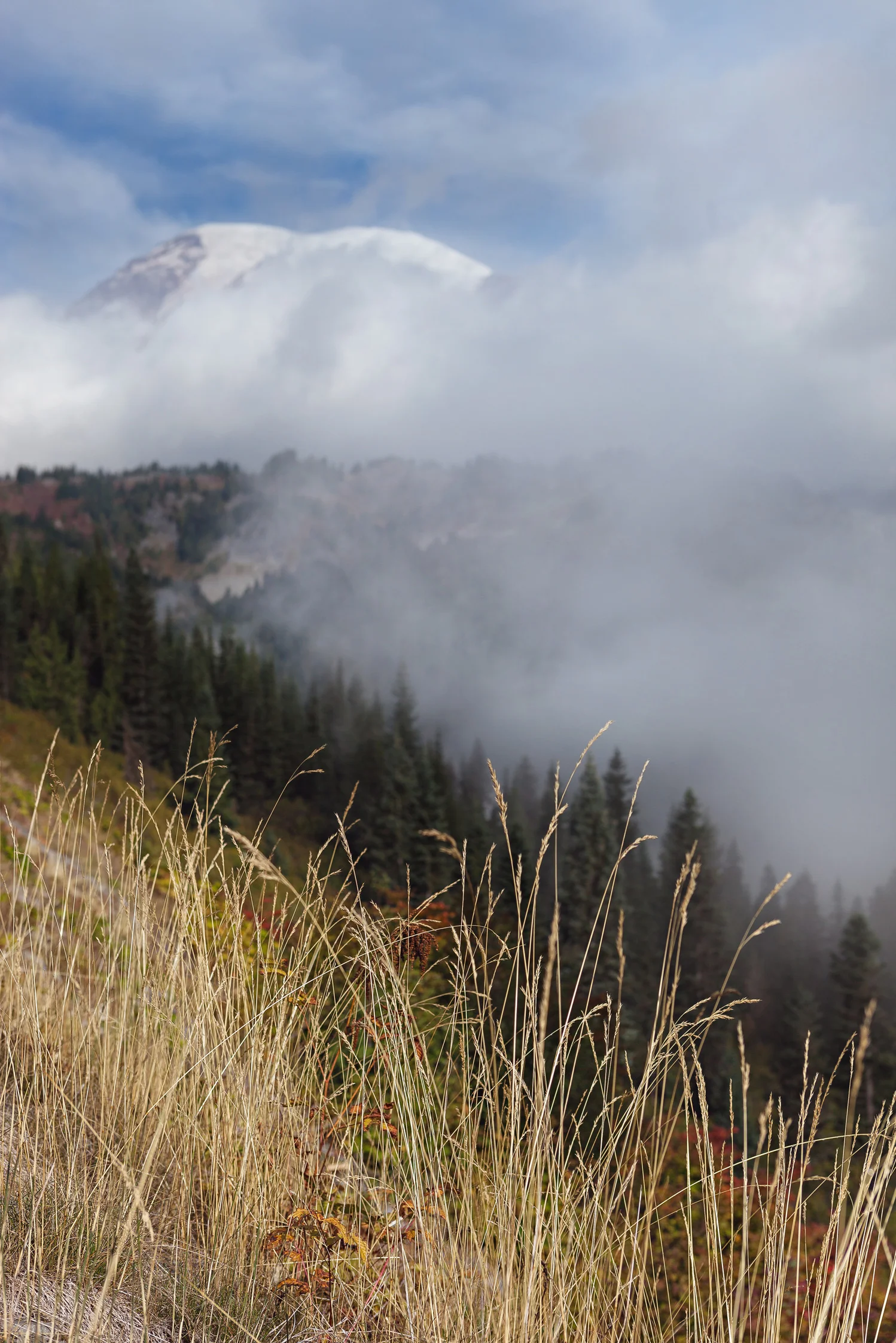CindyGiovagnoli_MountRainier_Olympic_NationalPark_HohRainforest_Washington_MRNP_Camping-080.jpg