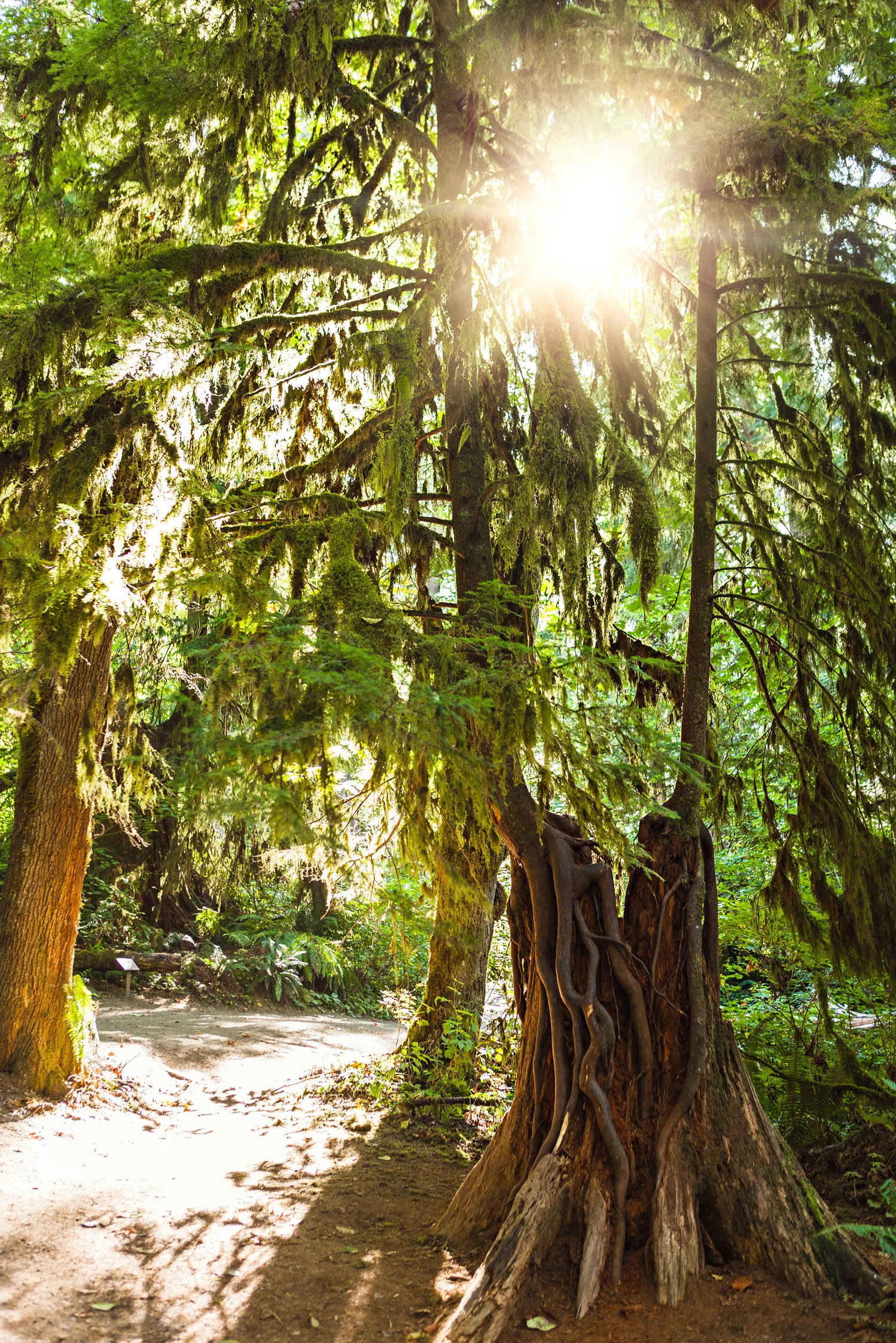 CindyGiovagnoli_MountRainier_Olympic_NationalPark_HohRainforest_Washington_MRNP_Camping-081.jpg