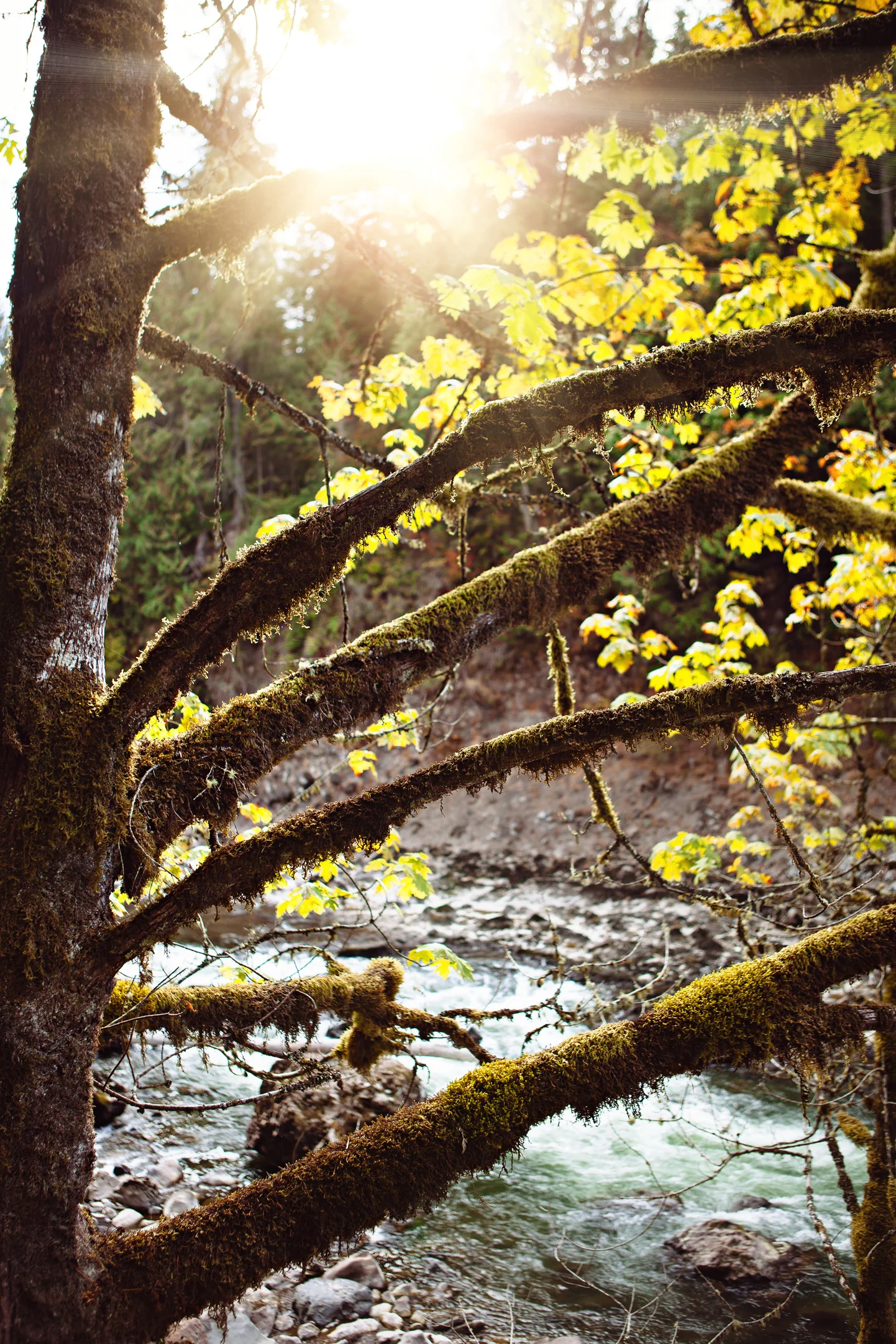 CindyGiovagnoli_MountRainier_Olympic_NationalPark_HohRainforest_Washington_MRNP_Camping-086.jpg