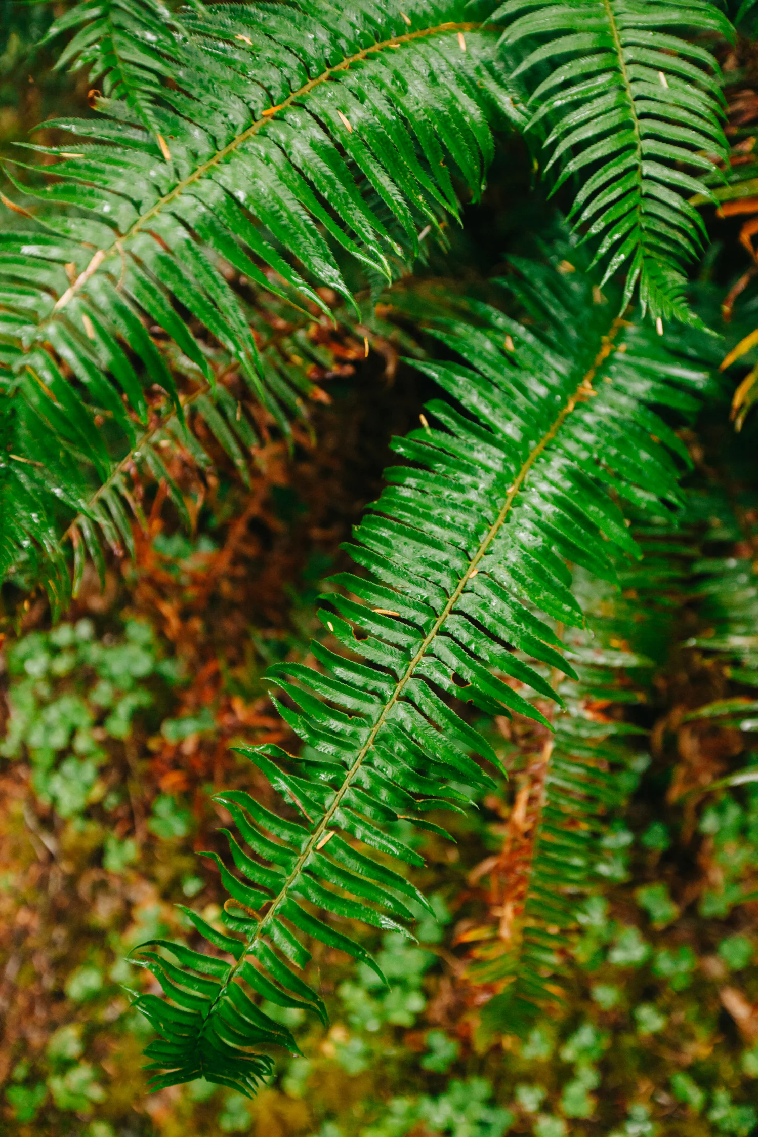 CindyGiovagnoli_MountRainier_Olympic_NationalPark_HohRainforest_Washington_MRNP_Camping-085.jpg