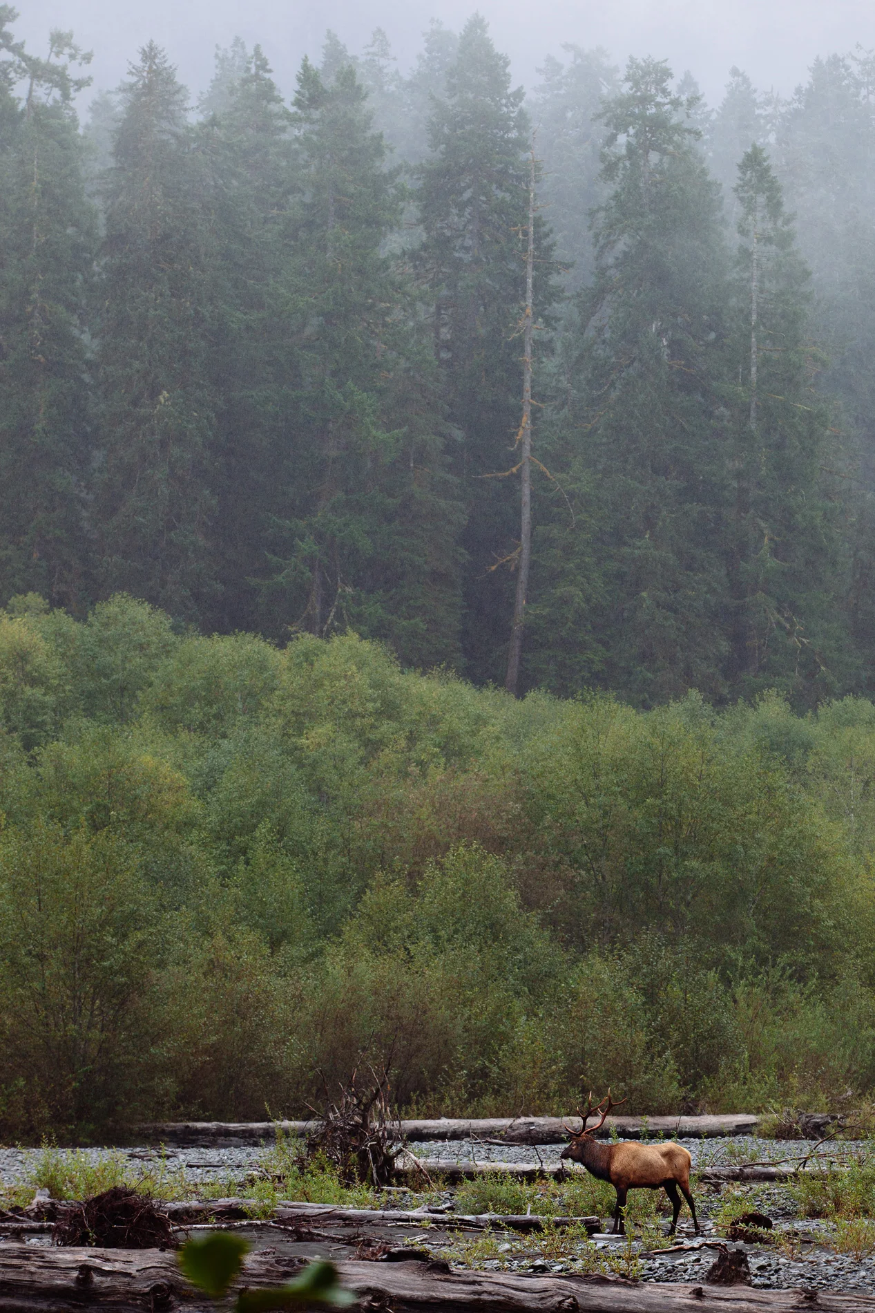 CindyGiovagnoli_MountRainier_Olympic_NationalPark_HohRainforest_Washington_MRNP_Camping-090.jpg