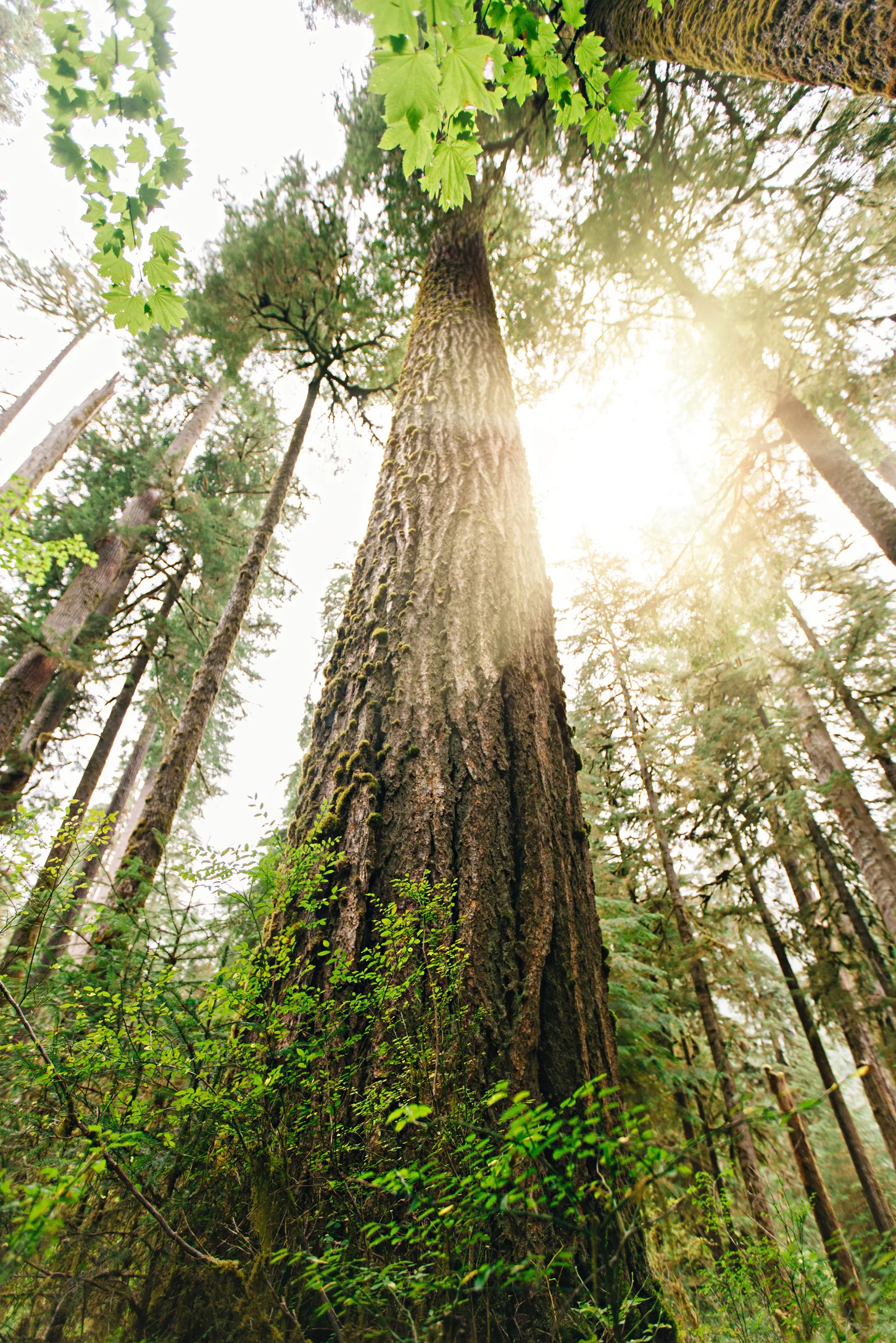 CindyGiovagnoli_MountRainier_Olympic_NationalPark_HohRainforest_Washington_MRNP_Camping-089.jpg