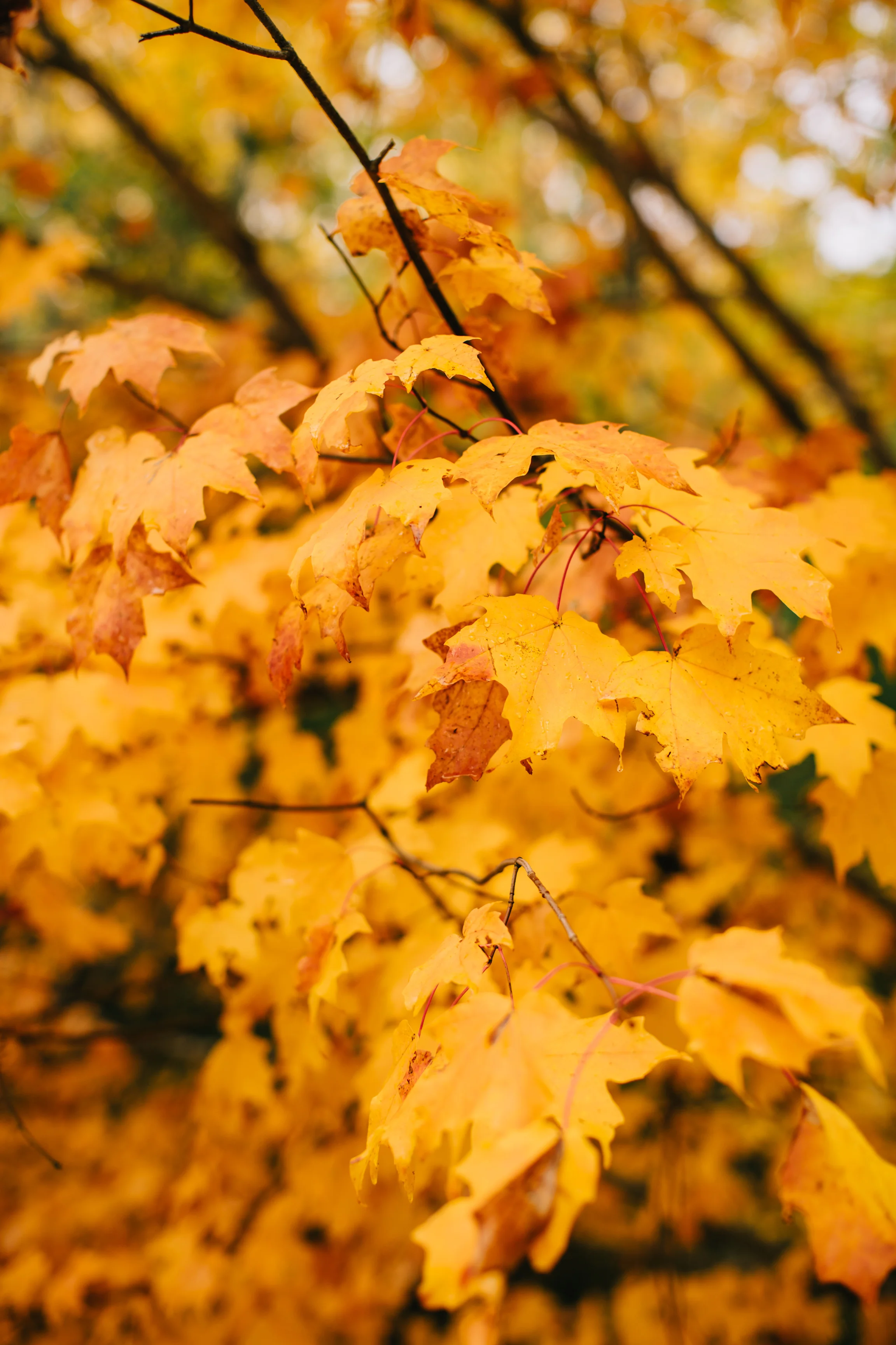CindyGiovagnoli_Wiscasset_Maine_farm_vanlife_fall_autumn-014.jpg