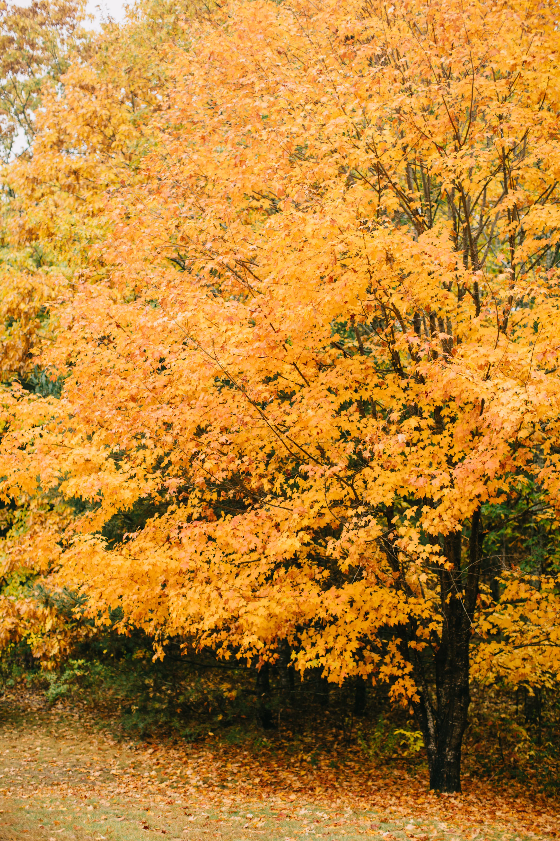 CindyGiovagnoli_Wiscasset_Maine_farm_vanlife_fall_autumn-013.jpg