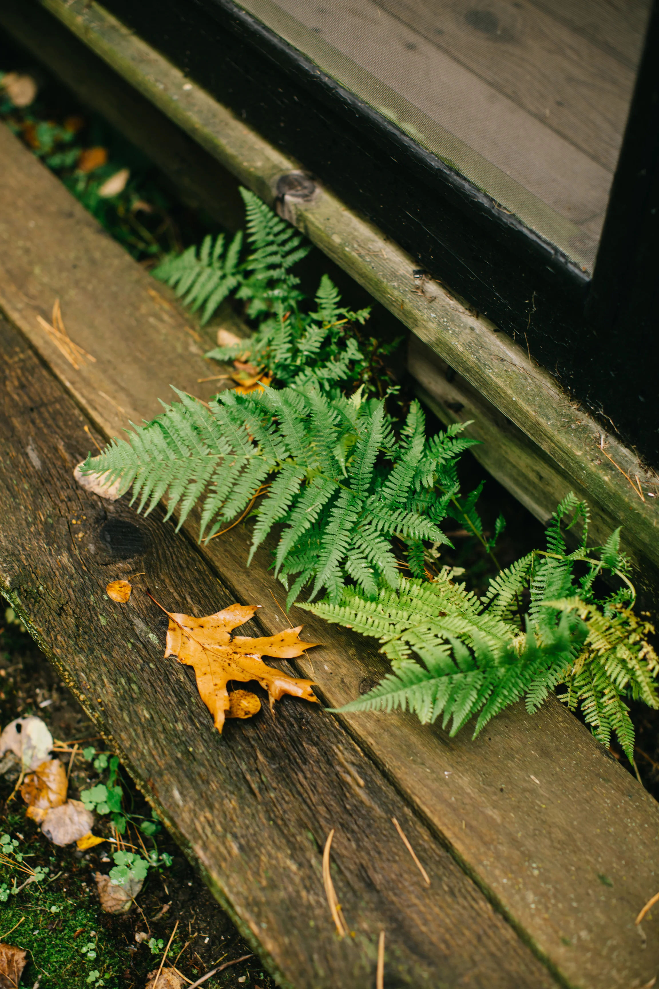 CindyGiovagnoli_Wiscasset_Maine_farm_vanlife_fall_autumn-015.jpg
