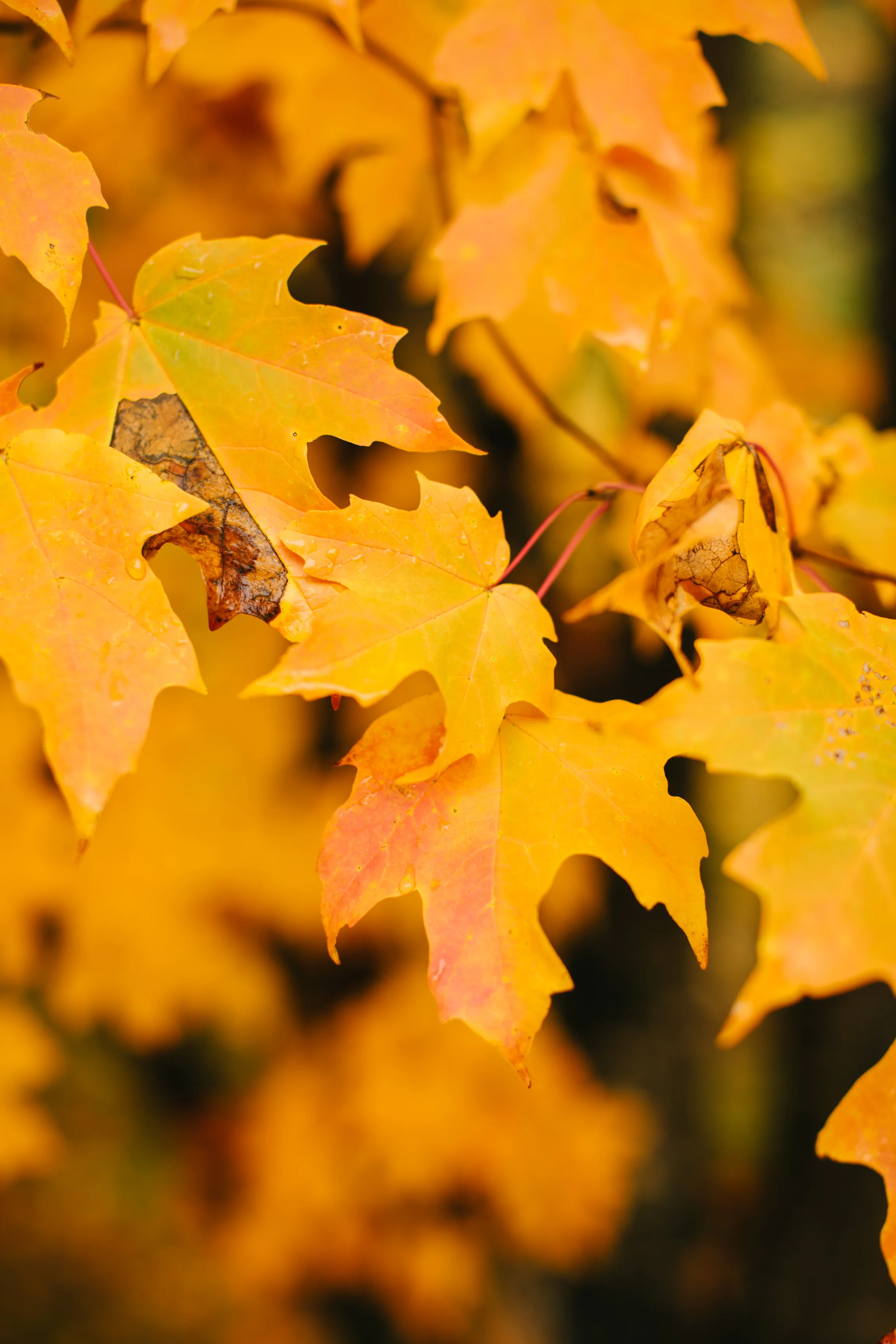 CindyGiovagnoli_Wiscasset_Maine_farm_vanlife_fall_autumn-020.jpg