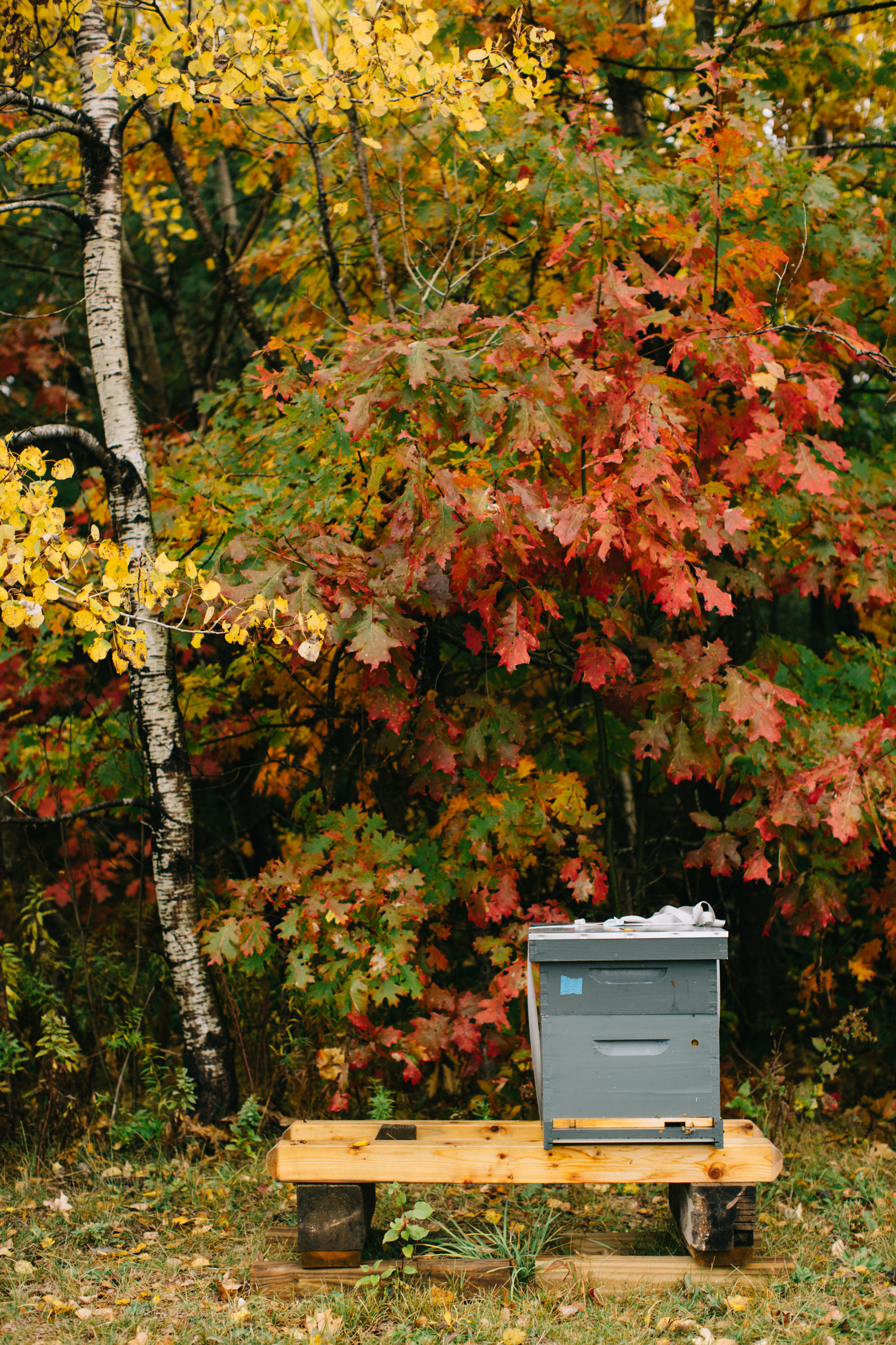 CindyGiovagnoli_Wiscasset_Maine_farm_vanlife_fall_autumn-021.jpg