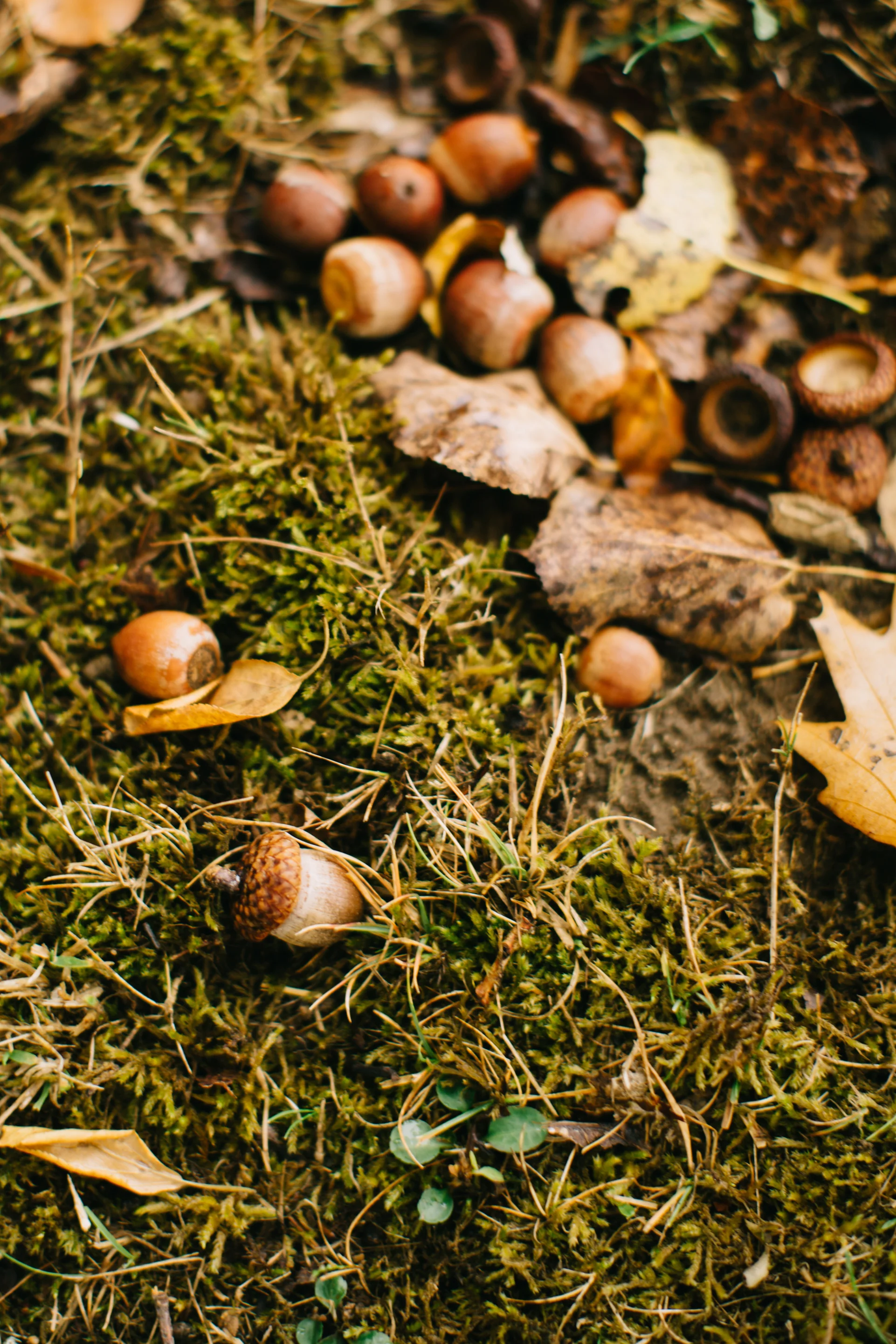 CindyGiovagnoli_Wiscasset_Maine_farm_vanlife_fall_autumn-027.jpg