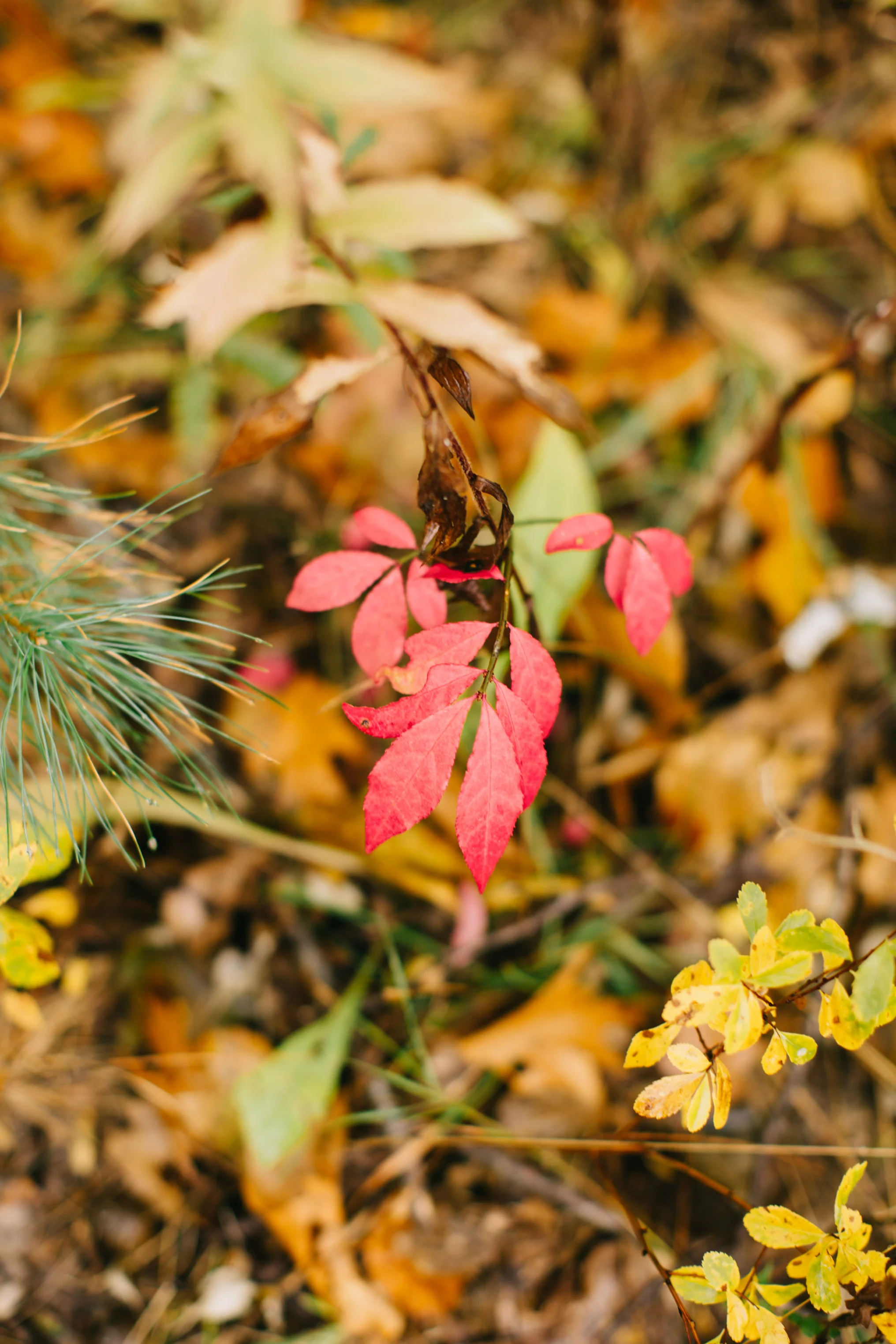 CindyGiovagnoli_Wiscasset_Maine_farm_vanlife_fall_autumn-035.jpg