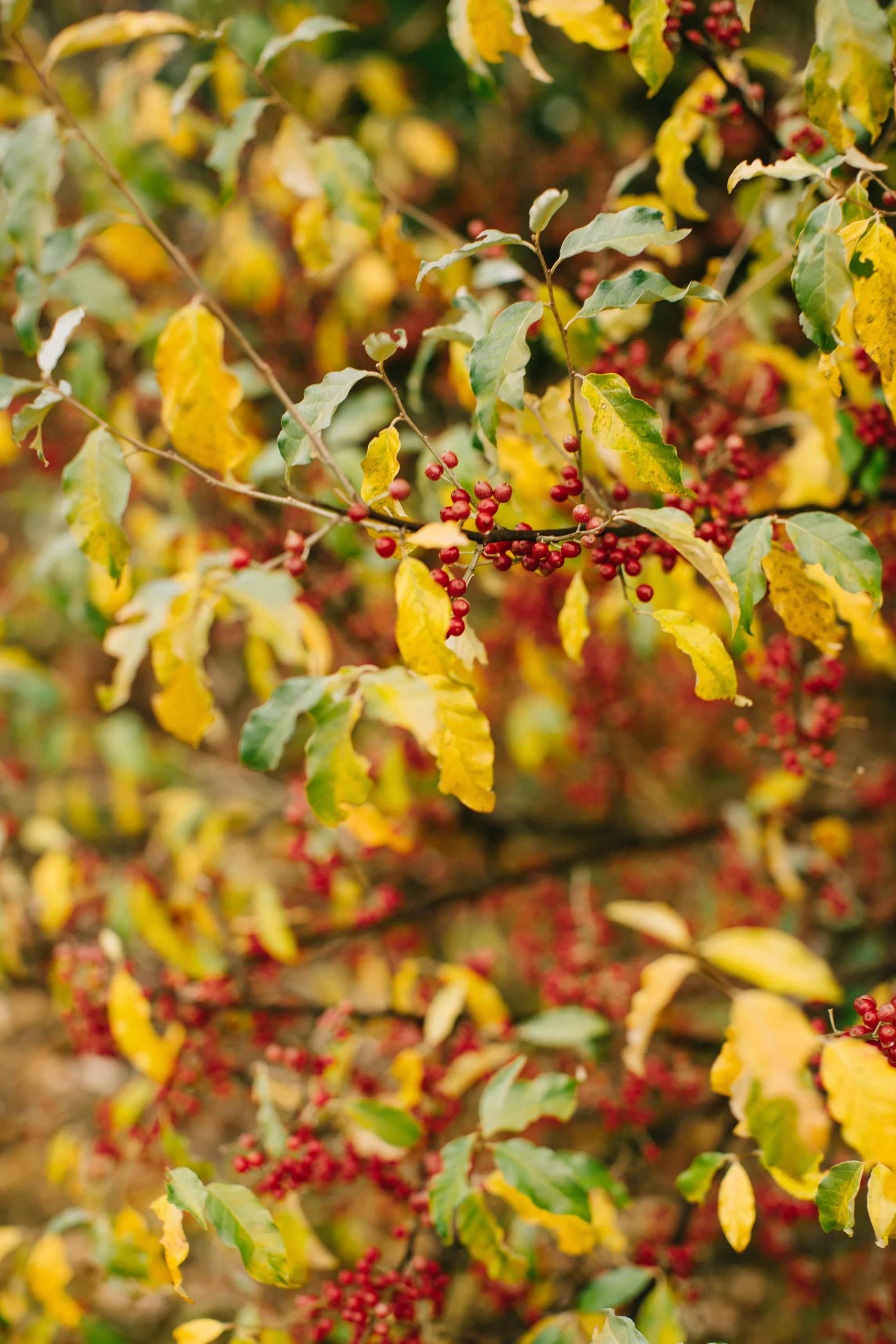 CindyGiovagnoli_Wiscasset_Maine_farm_vanlife_fall_autumn-041.jpg