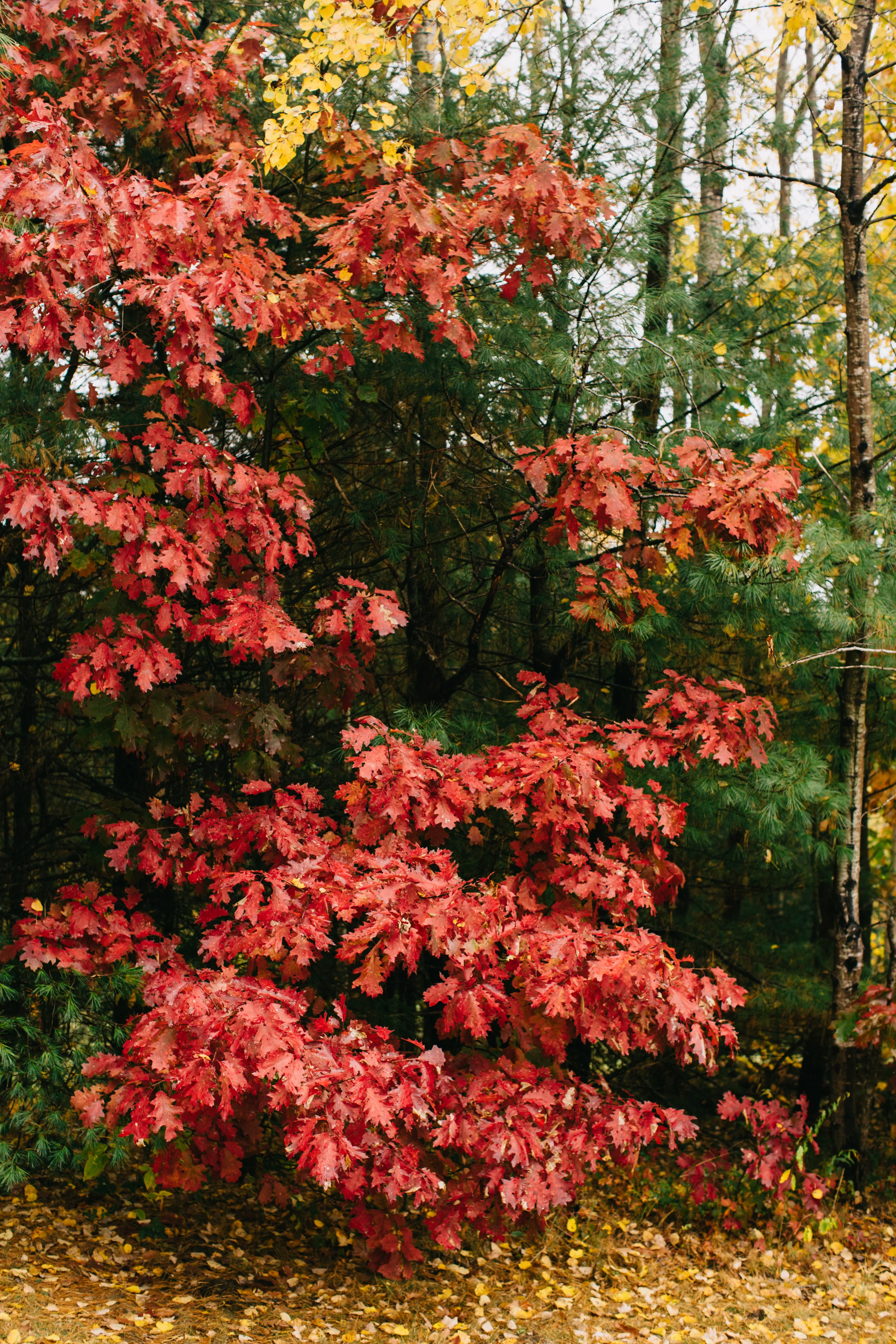 CindyGiovagnoli_Wiscasset_Maine_farm_vanlife_fall_autumn-040.jpg