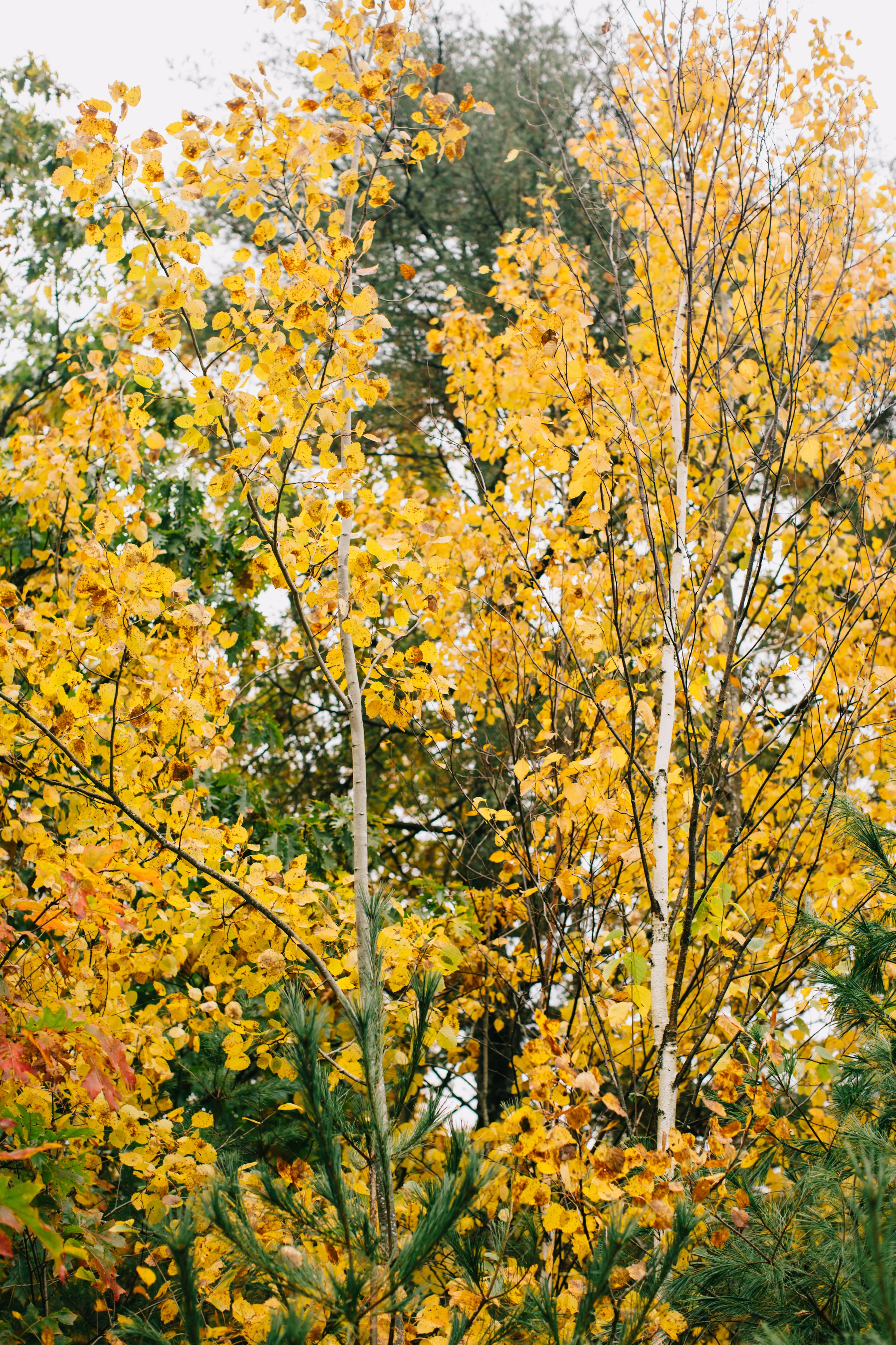 CindyGiovagnoli_Wiscasset_Maine_farm_vanlife_fall_autumn-042.jpg