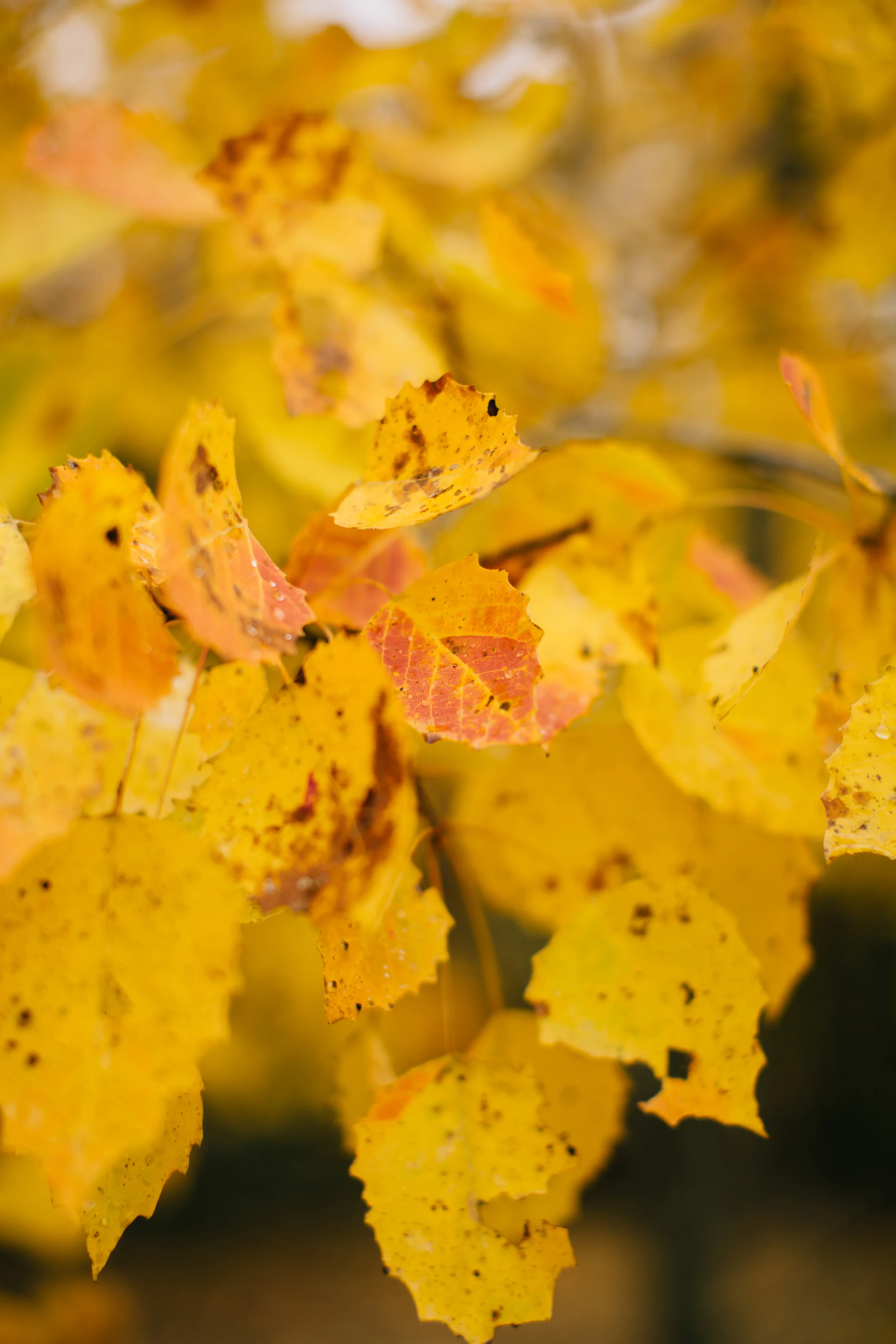 CindyGiovagnoli_Wiscasset_Maine_farm_vanlife_fall_autumn-047.jpg