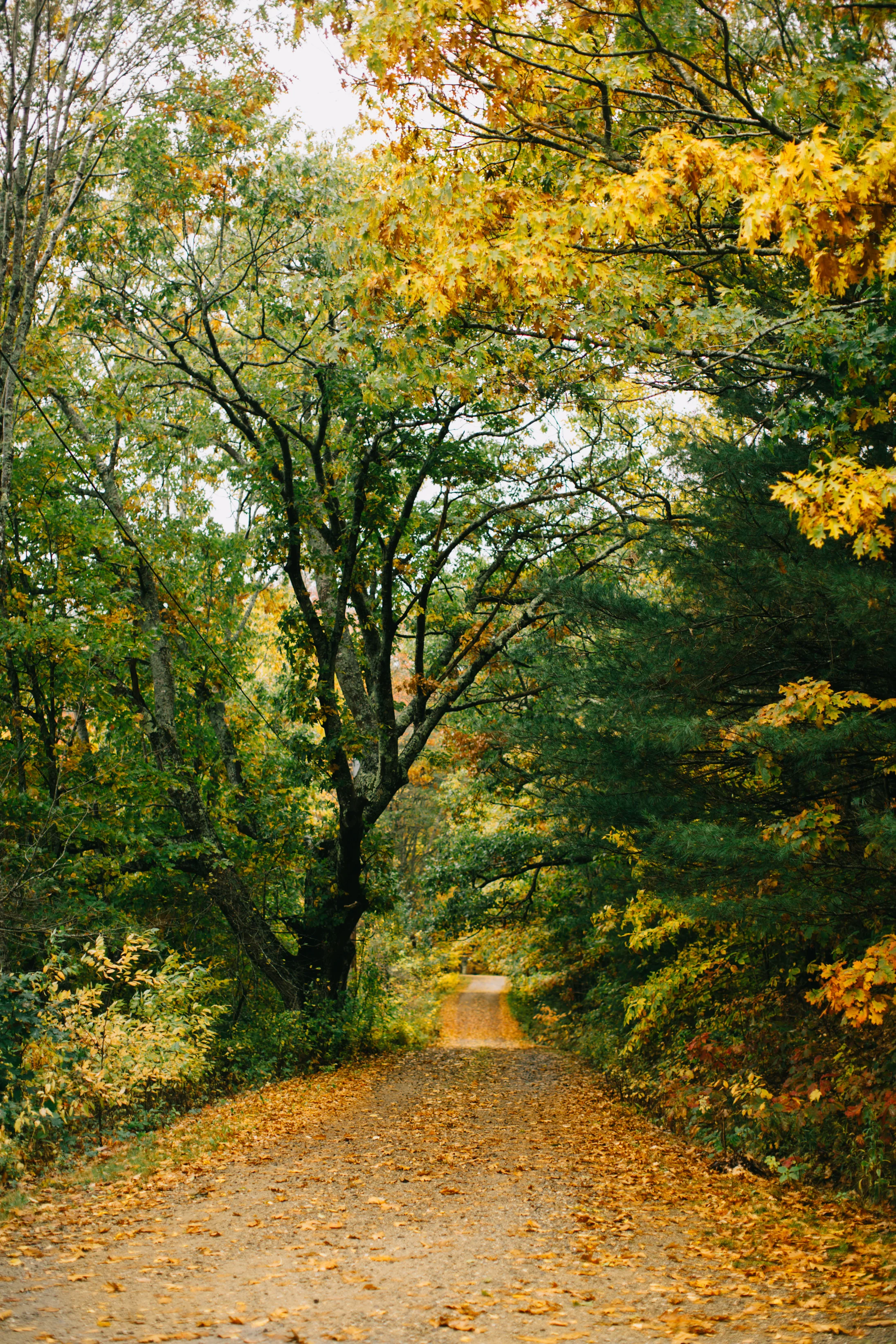 CindyGiovagnoli_Wiscasset_Maine_farm_vanlife_fall_autumn-049.jpg