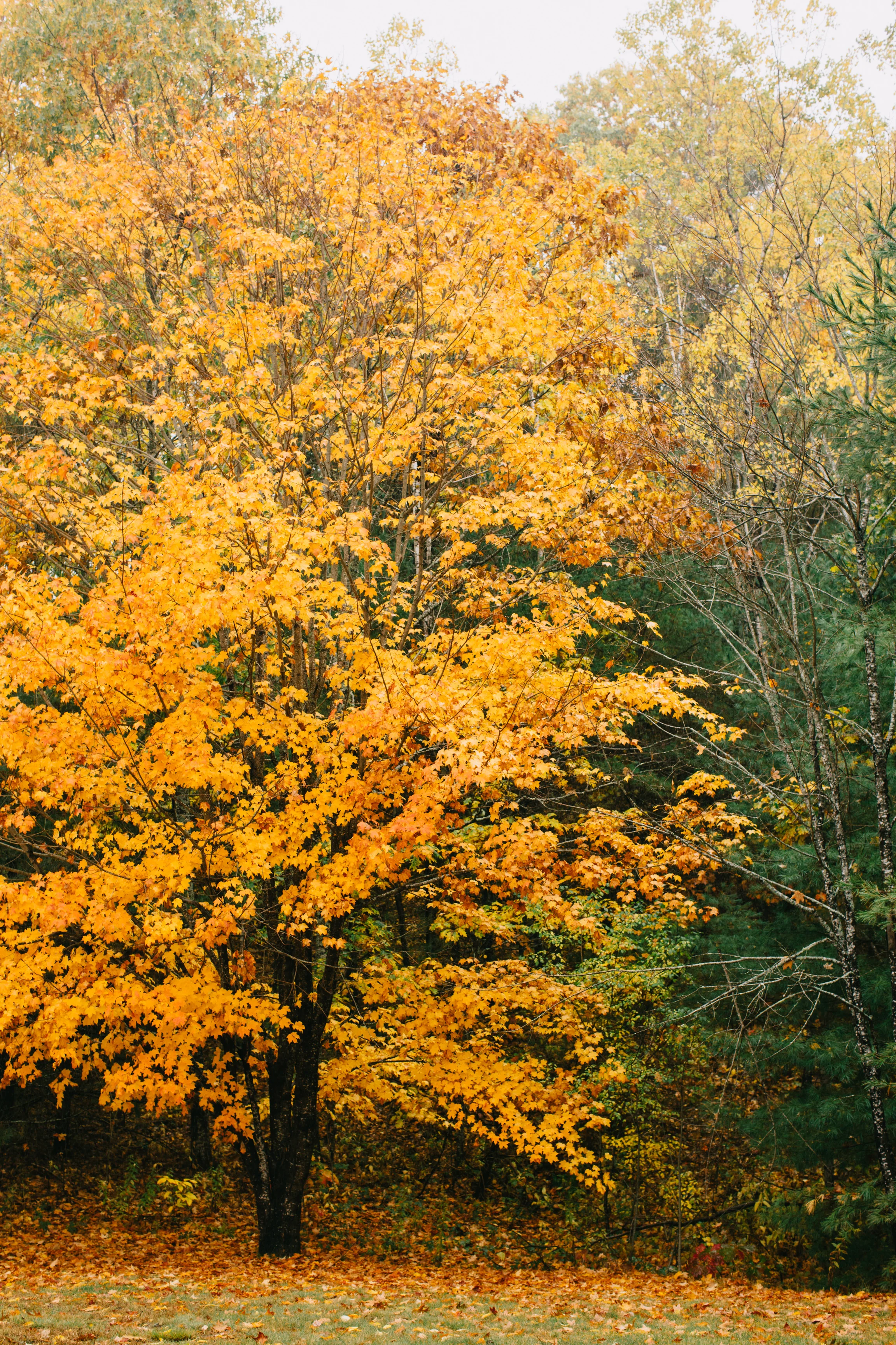 CindyGiovagnoli_Wiscasset_Maine_farm_vanlife_fall_autumn-050.jpg