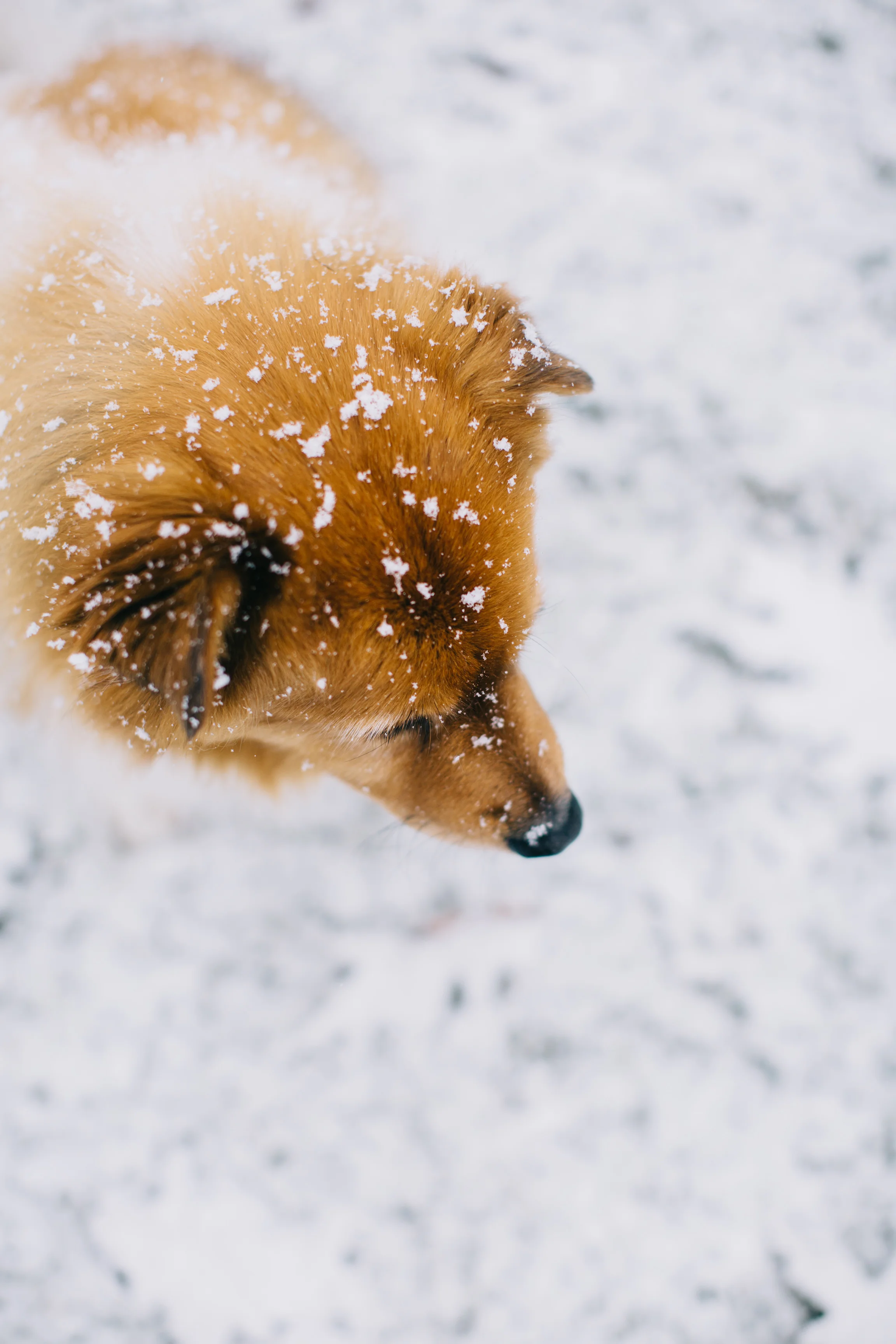 CindyGiovagnoli_Maine_Snow_home-004.jpg