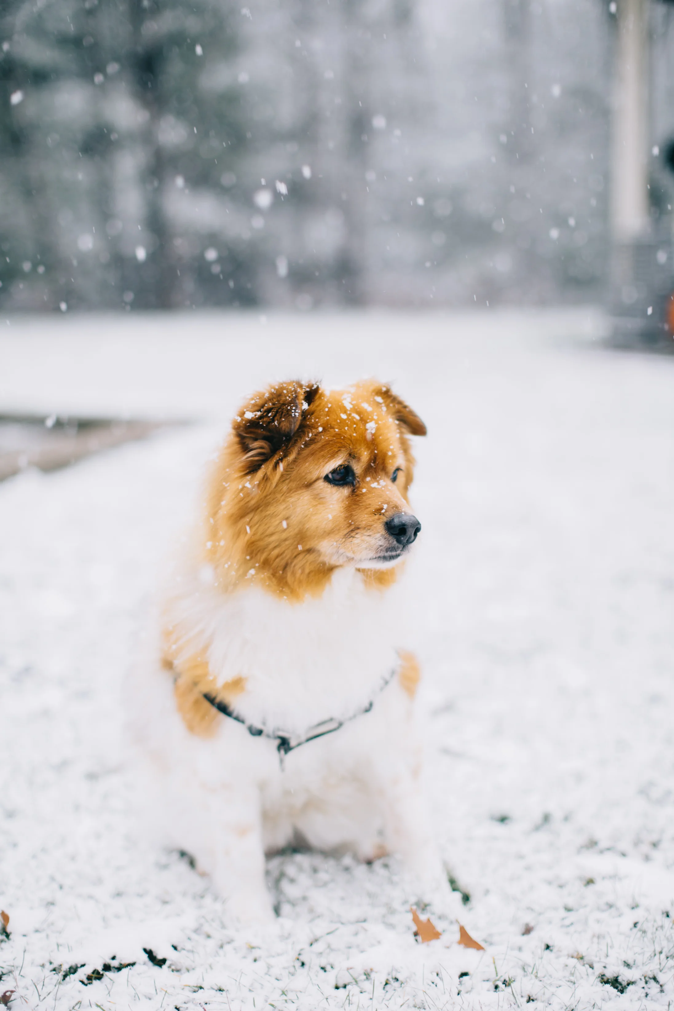 CindyGiovagnoli_Maine_Snow_home-010.jpg