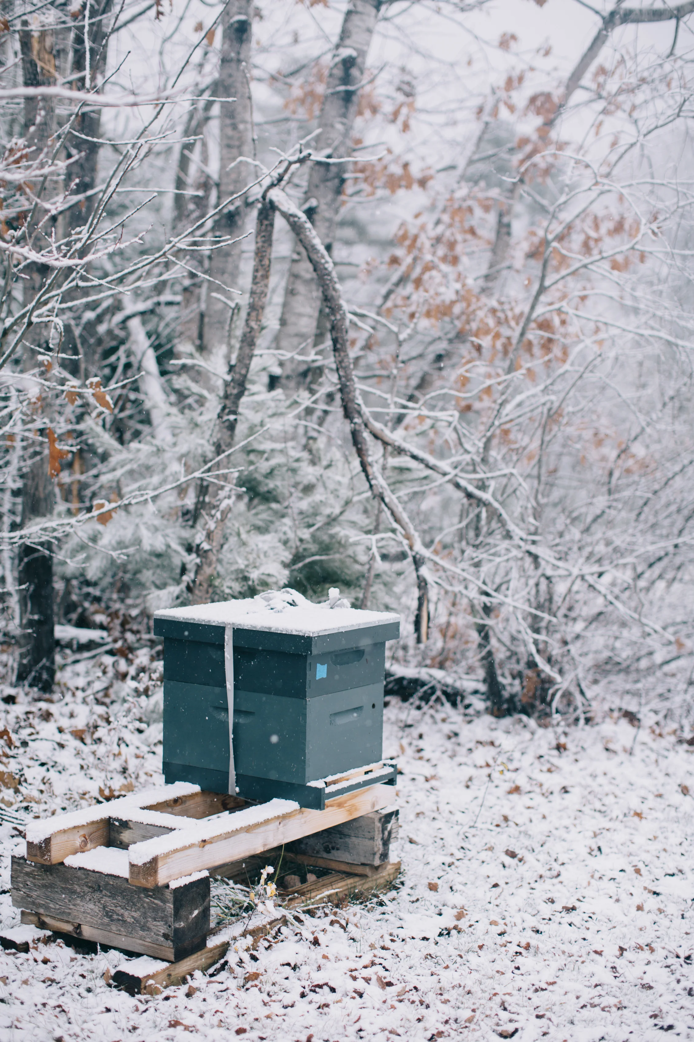 CindyGiovagnoli_Maine_Snow_home-020.jpg