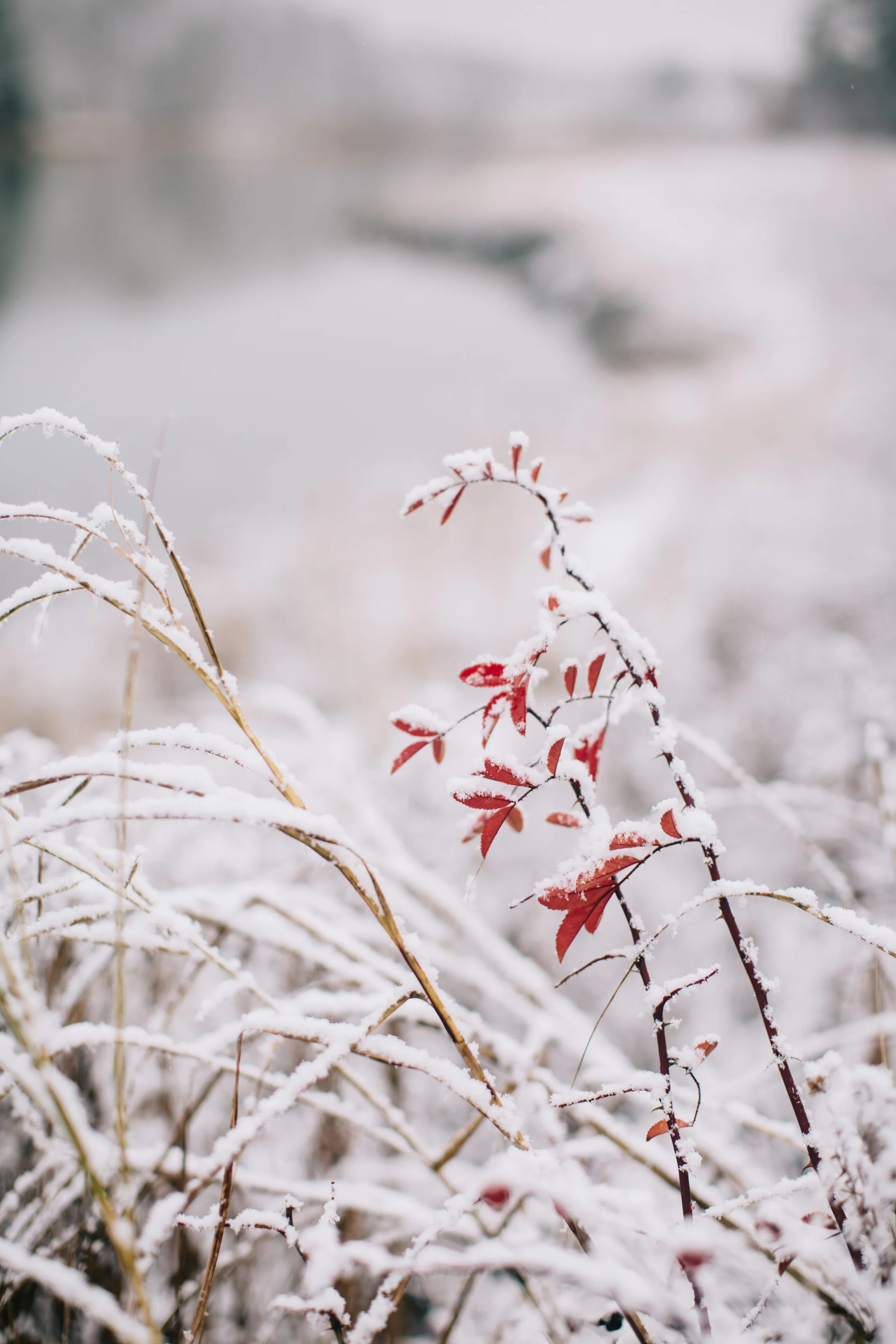 CindyGiovagnoli_Maine_Snow_home-036.jpg