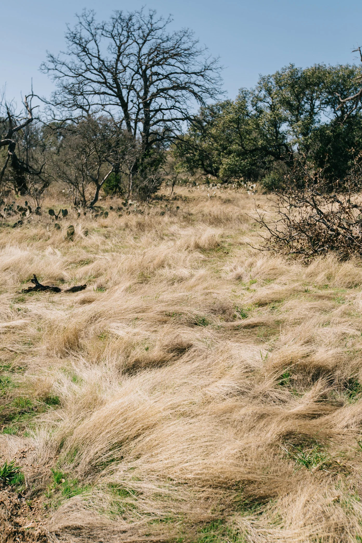 CindyGiovagnoli_EnchantedRock_OxfordRanch_Texas_Camp_Hike-002.jpg