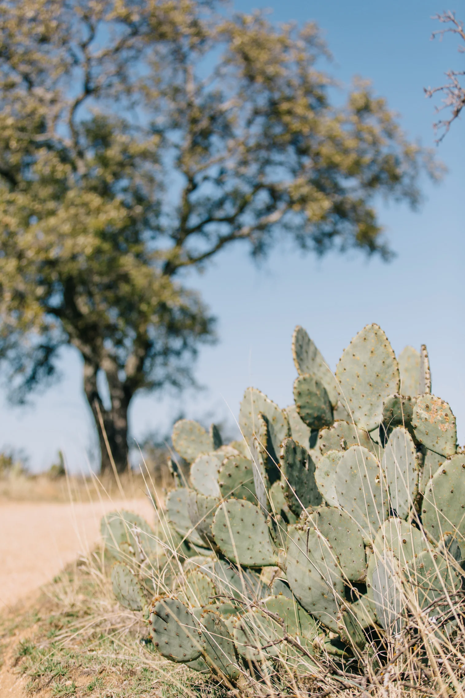 CindyGiovagnoli_EnchantedRock_OxfordRanch_Texas_Camp_Hike-007.jpg