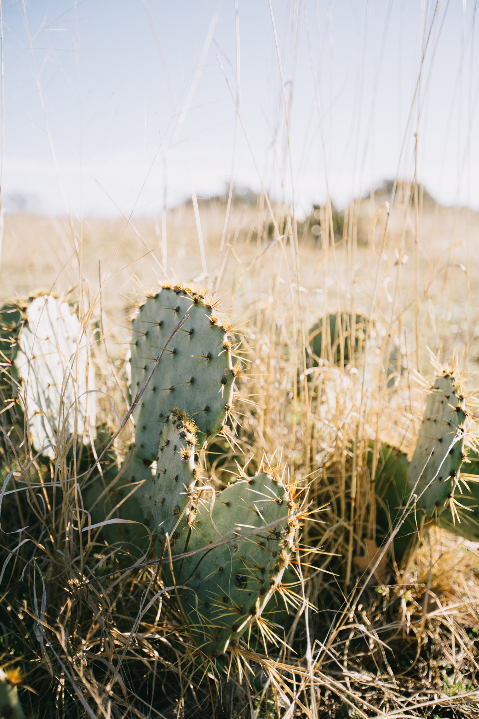 CindyGiovagnoli_EnchantedRock_OxfordRanch_Texas_Camp_Hike-035.jpg