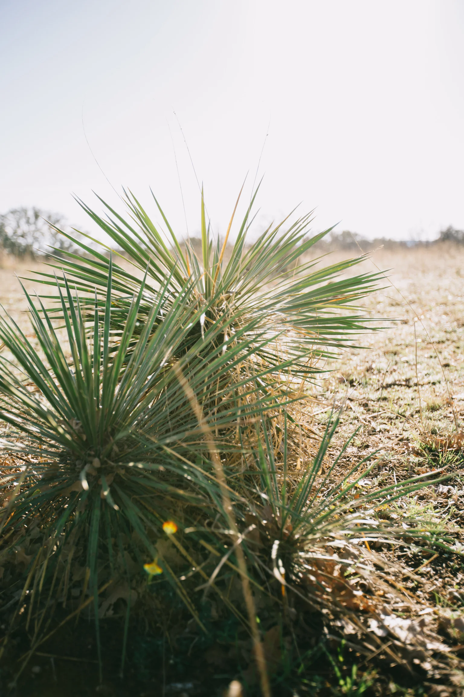 CindyGiovagnoli_EnchantedRock_OxfordRanch_Texas_Camp_Hike-036.jpg