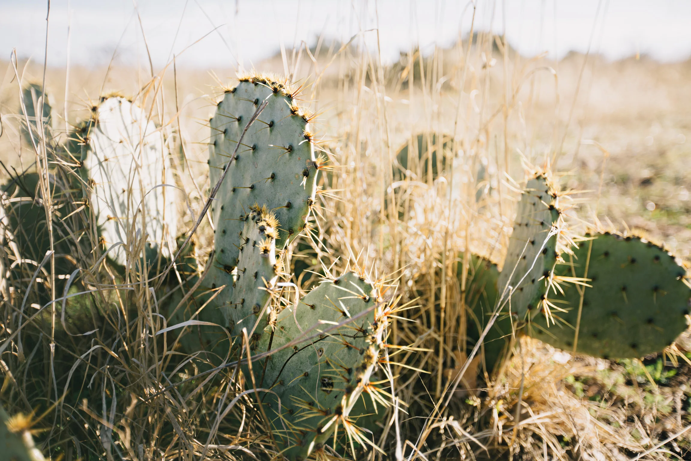CindyGiovagnoli_Texas_Fredricksburg_EnchantedRock_HillCountry_StateParks_Tourism.jpg