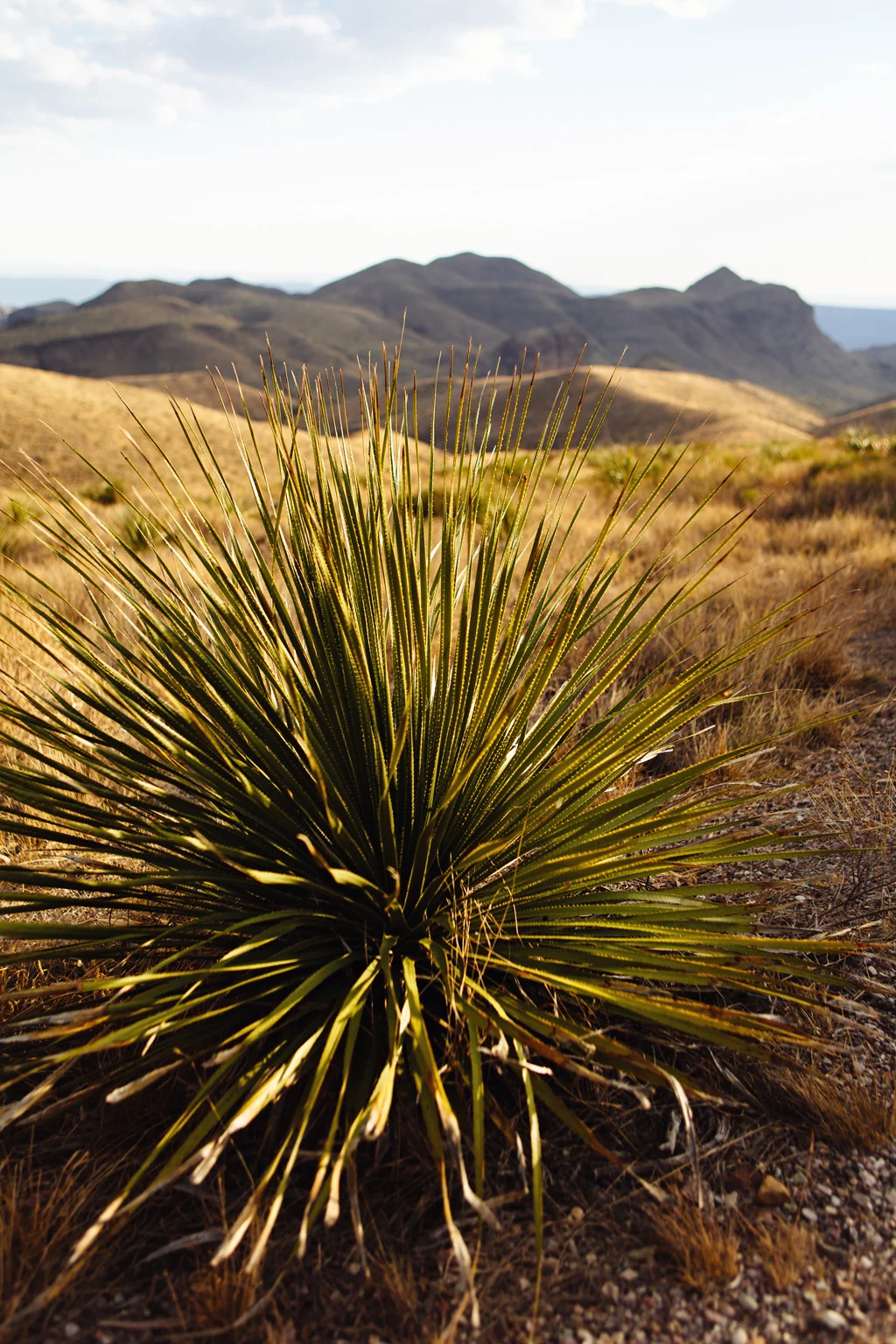 CindyGiovagnoli_BigBend_NationalPark_LonePineTrail_petroglyphs_HotSprings_sunset-027.jpg