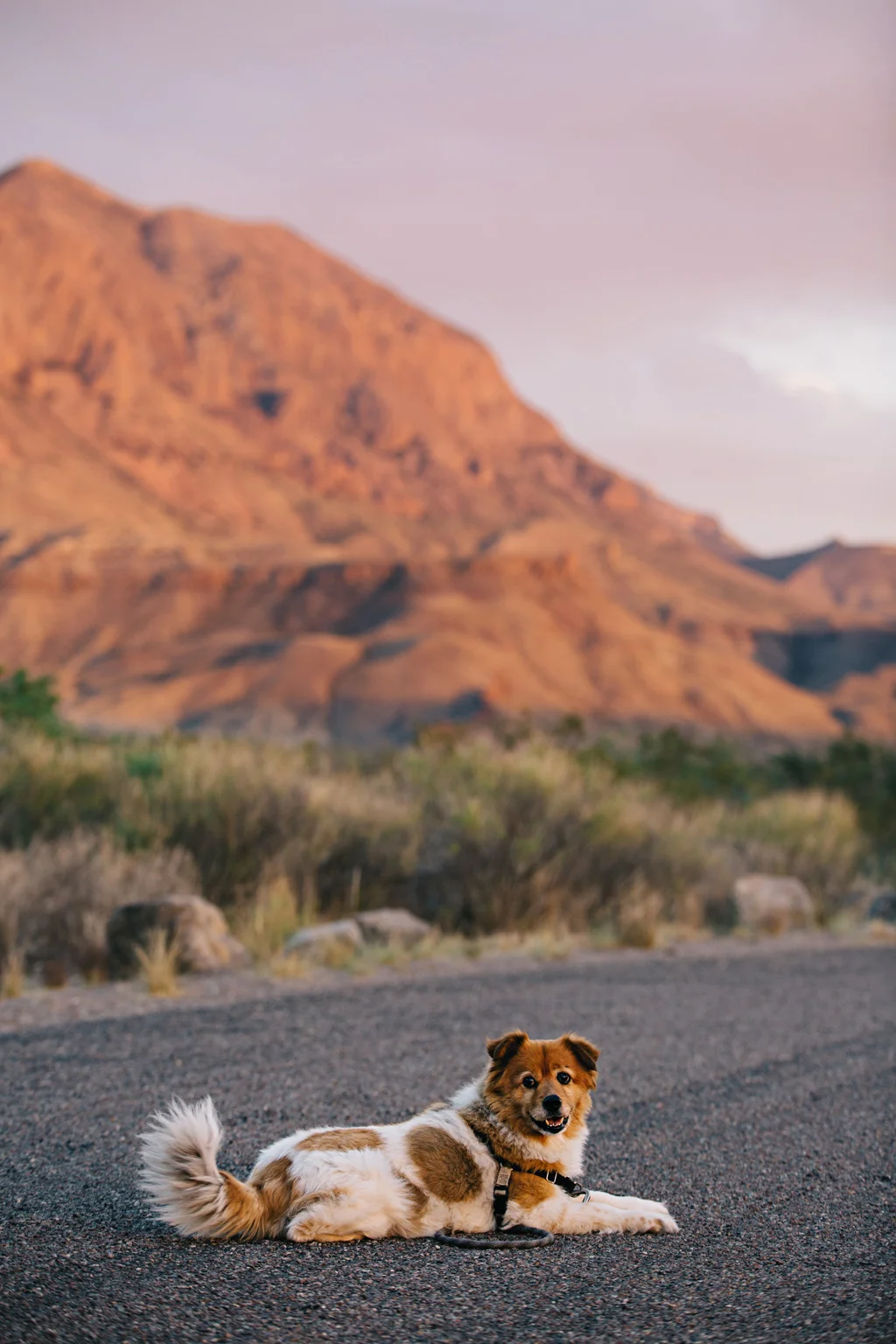 CindyGiovagnoli_BigBend_NationalPark_LonePineTrail_petroglyphs_HotSprings_sunset-041.jpg