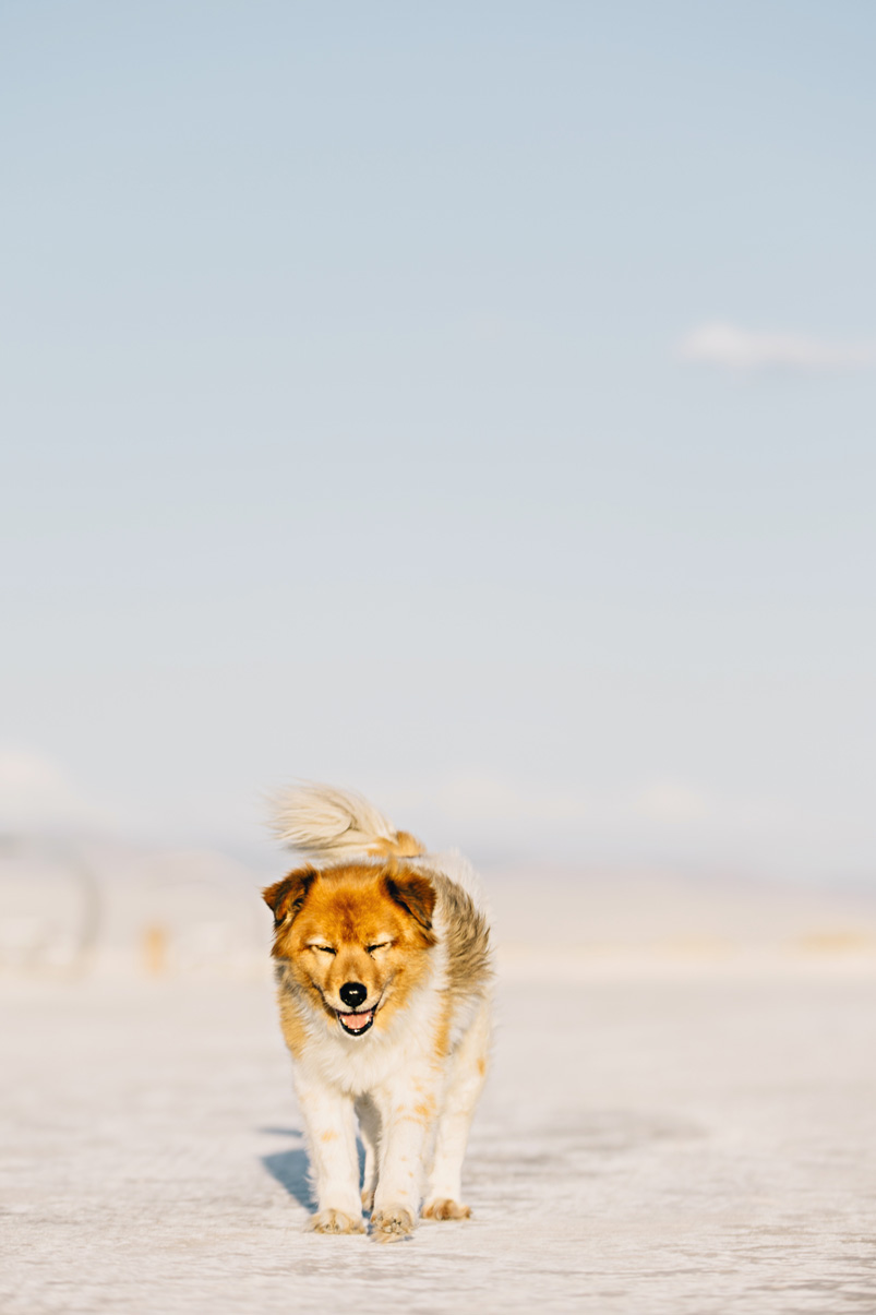 CindyGiovagnoli_WhiteSandsNationalMonument_NewMexico_Alamogordo_sunset_running_picnic_shelter-013.jpg