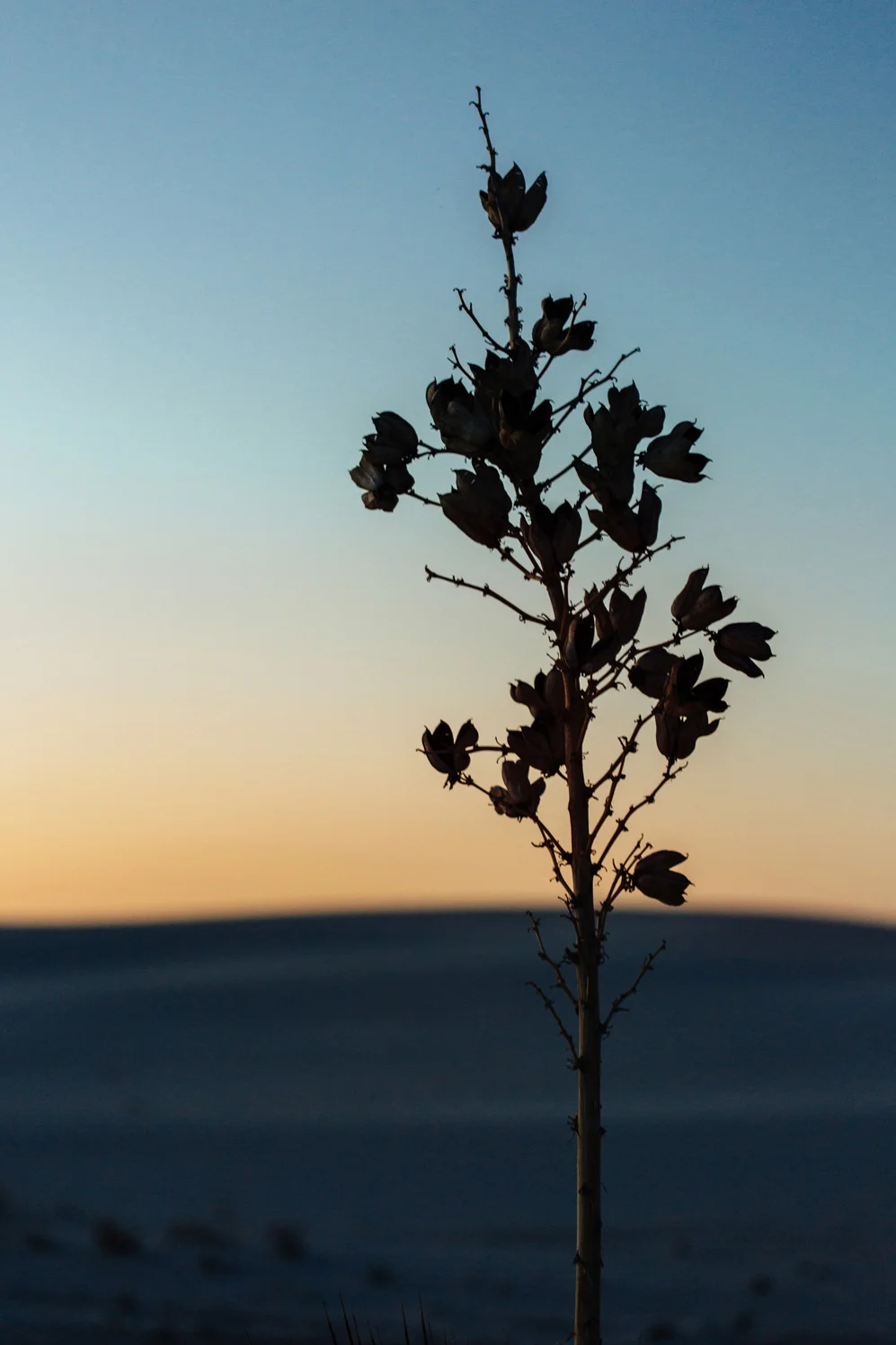 CindyGiovagnoli_WhiteSandsNationalMonument_NewMexico_Alamogordo_sunset_running_picnic_shelter-027.jpg