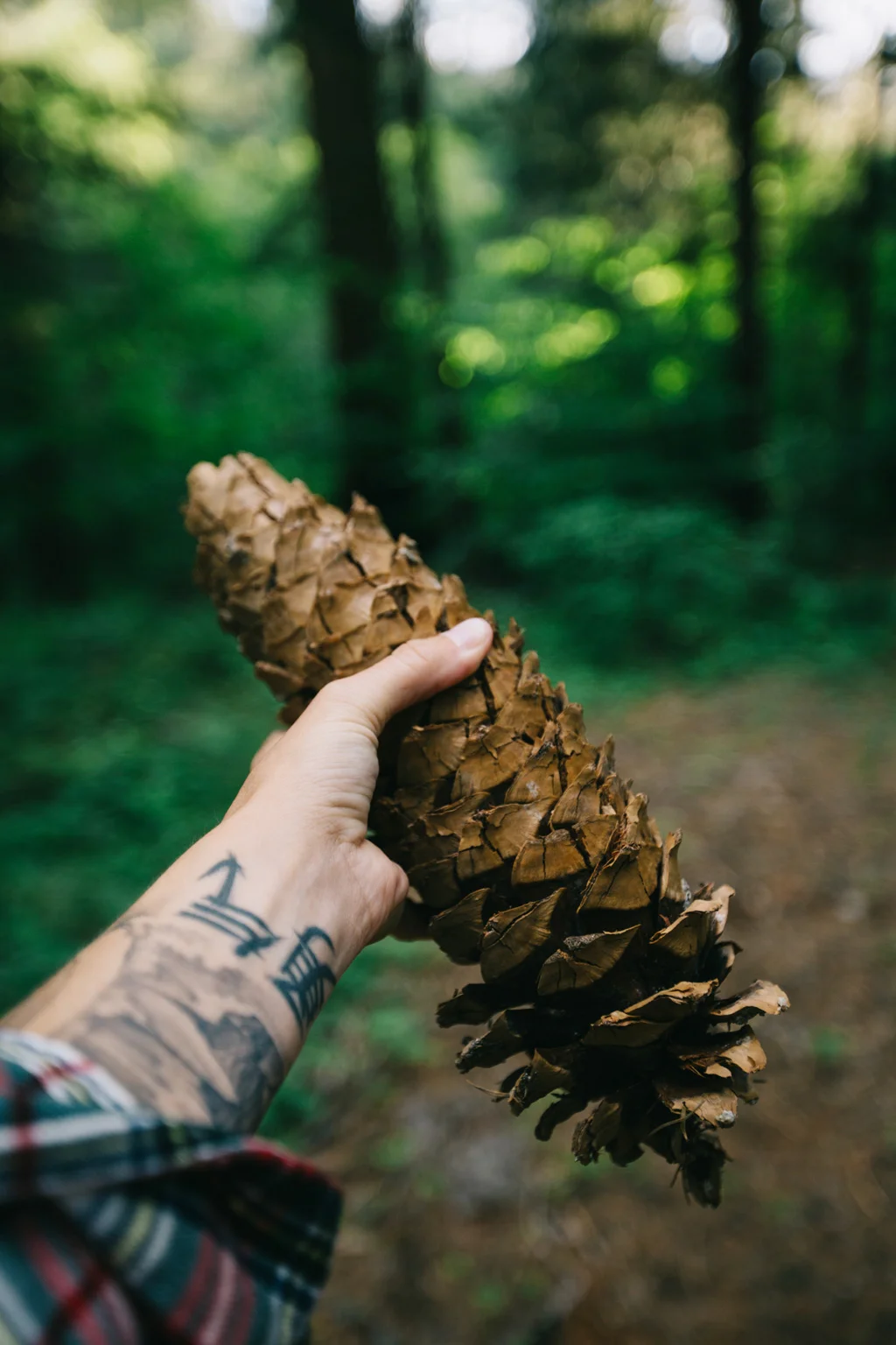 CindyGiovagnoli_PlumasNationalForest_Quincy_California_RockCreekCampground-014.jpg