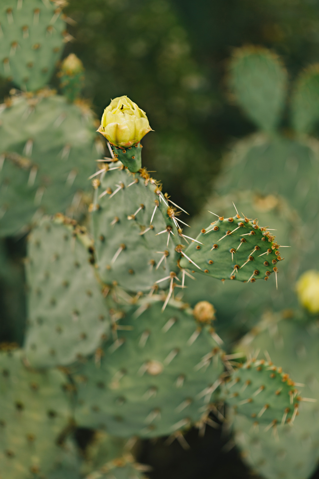 CindyGiovagnoli_Saguaro_National_Park_Arizona_desert_cactus_bloom_flowers-003.jpg